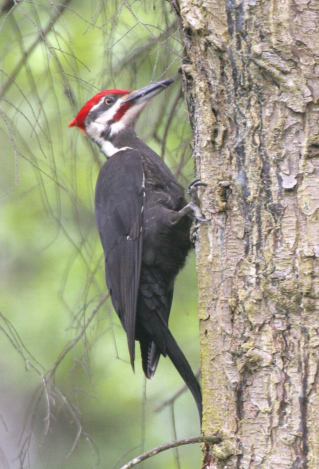 BIRD - WOODPECKER - PILEATED WOODPECKER - GASMAN (3).jpg