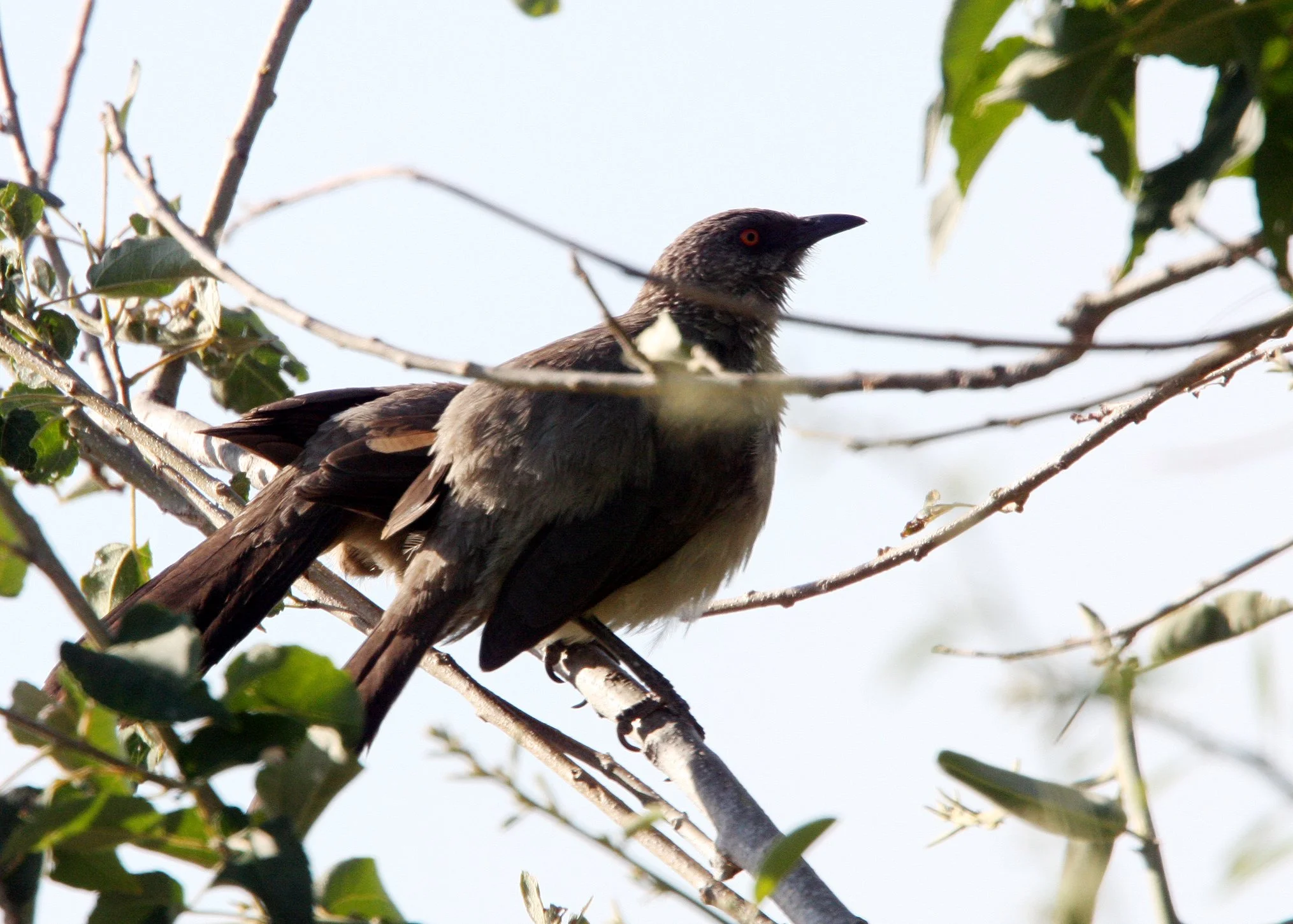 BIRD - BABBLER - ARROW-MARKED BABBLER - TURDOIDES JARDINEII - CHOBE NATIONAL PARK BOTSWANA (4).JPG