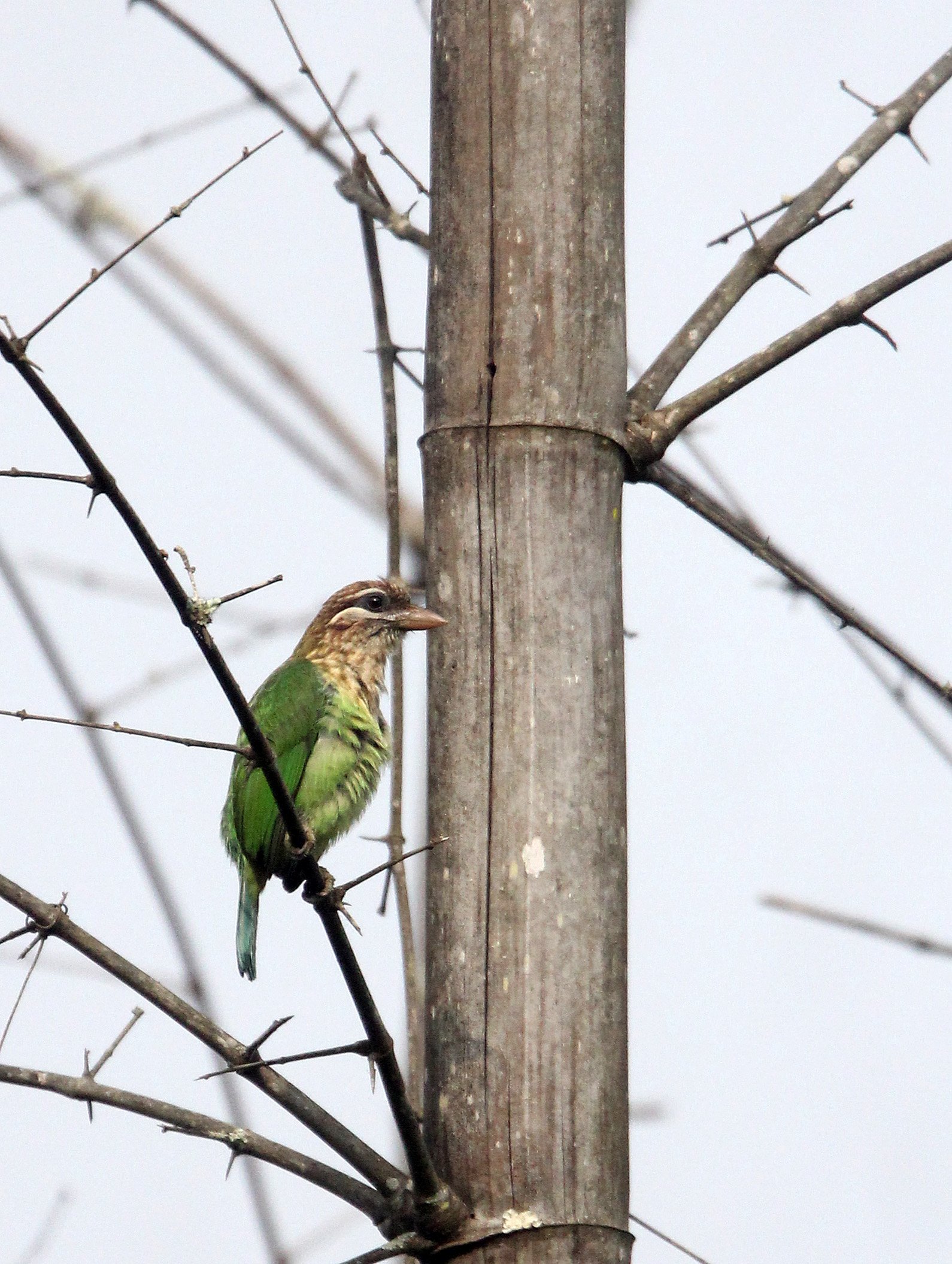 BARBET - BROWN-HEADED BARBET - Psilopogon zeylanicus - THOLPETTY RESERVE WAYANAD KERALA INDIA (5).JPG