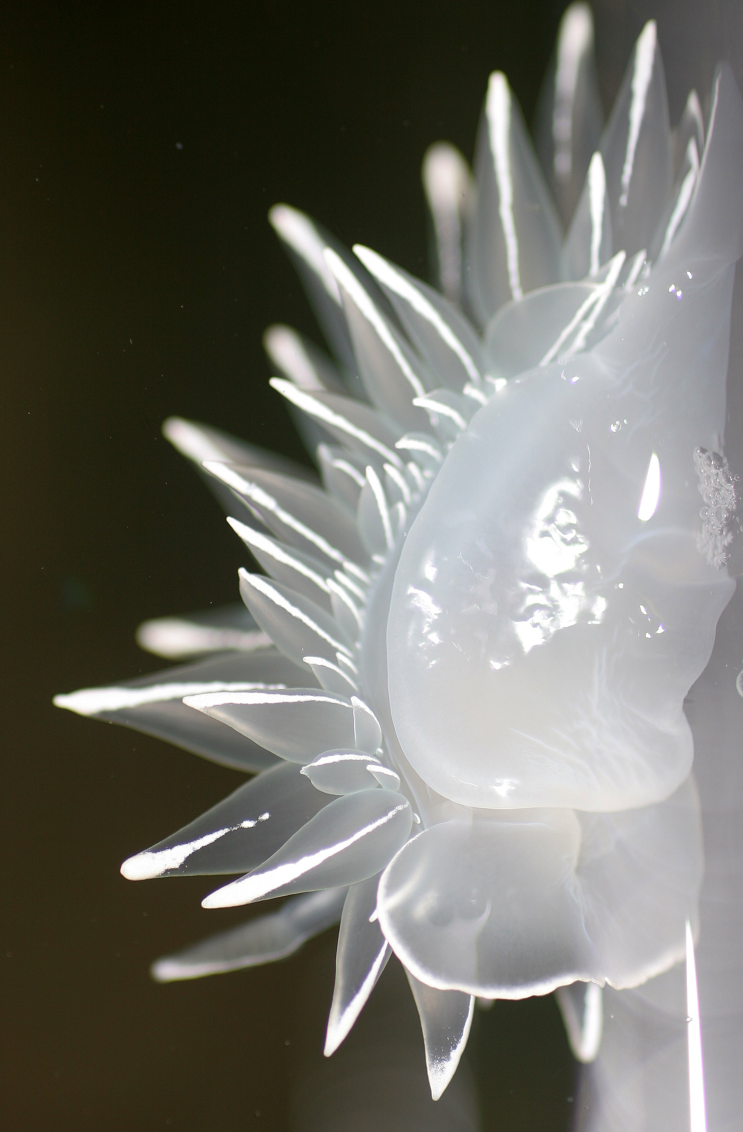 INVERTS - INTERTIDAL - MOLLUSCA - DIRONA ALBOLINEATA.jpg