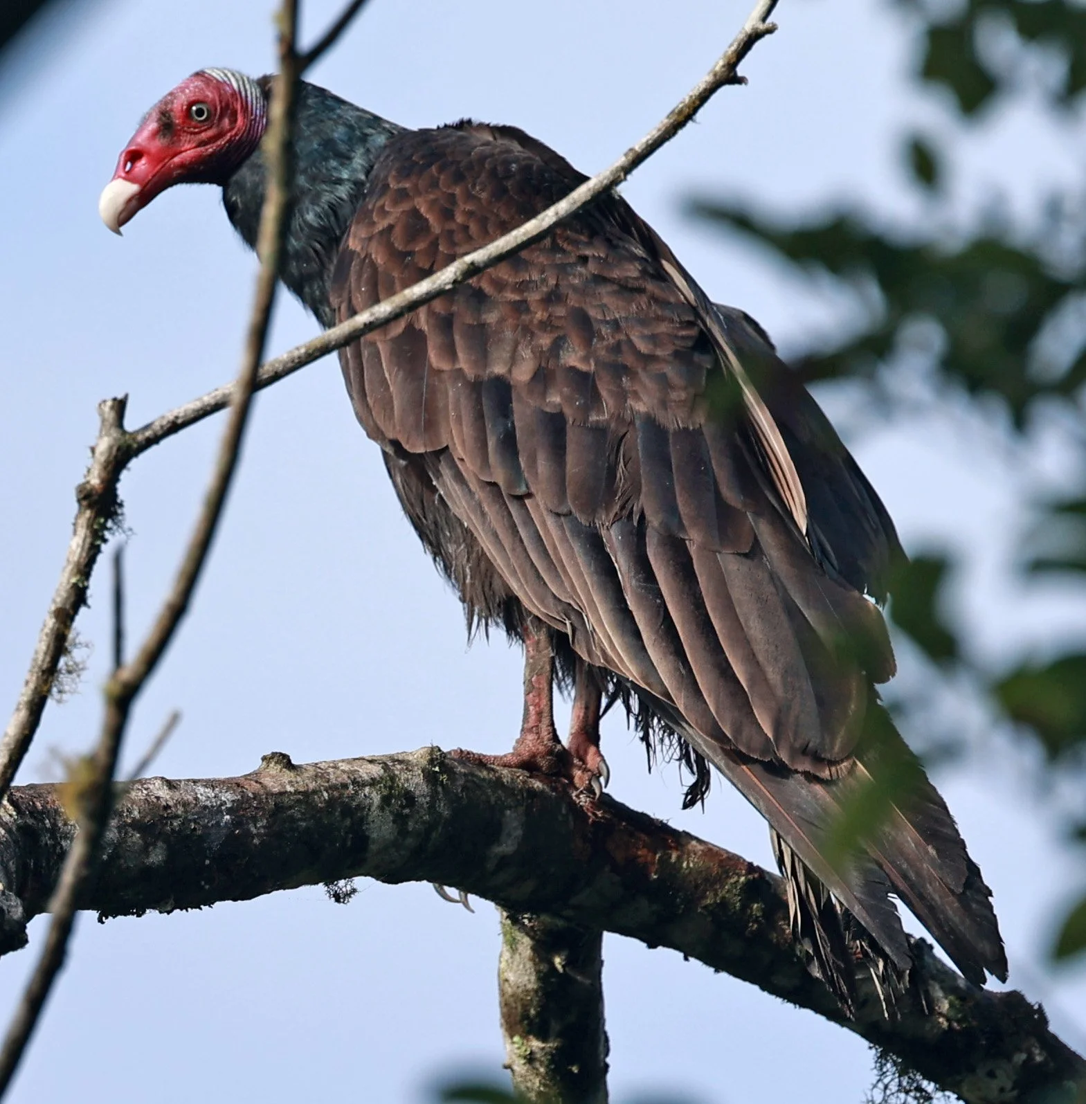 Turkey Vulture (Cathartes aura) Superagui National Park, Brazil (1).jpg