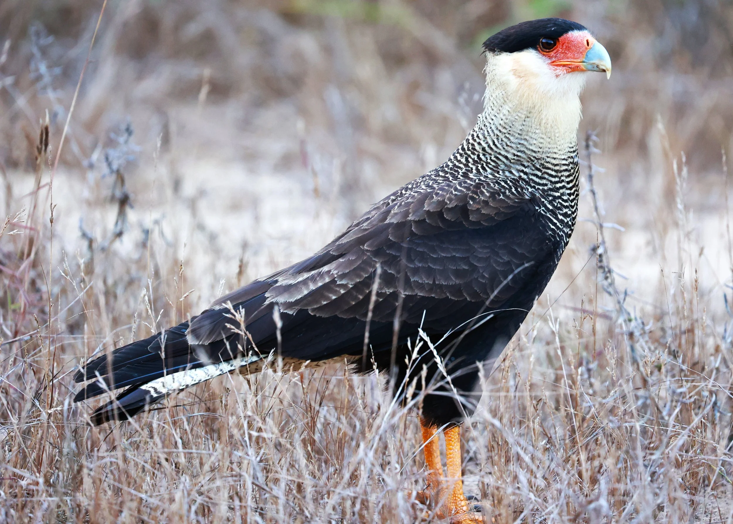 Caracara - Crested Caracara - Caracara plancus - Rio Doce State Park, Minas Gerais, Brazil (2).JPG