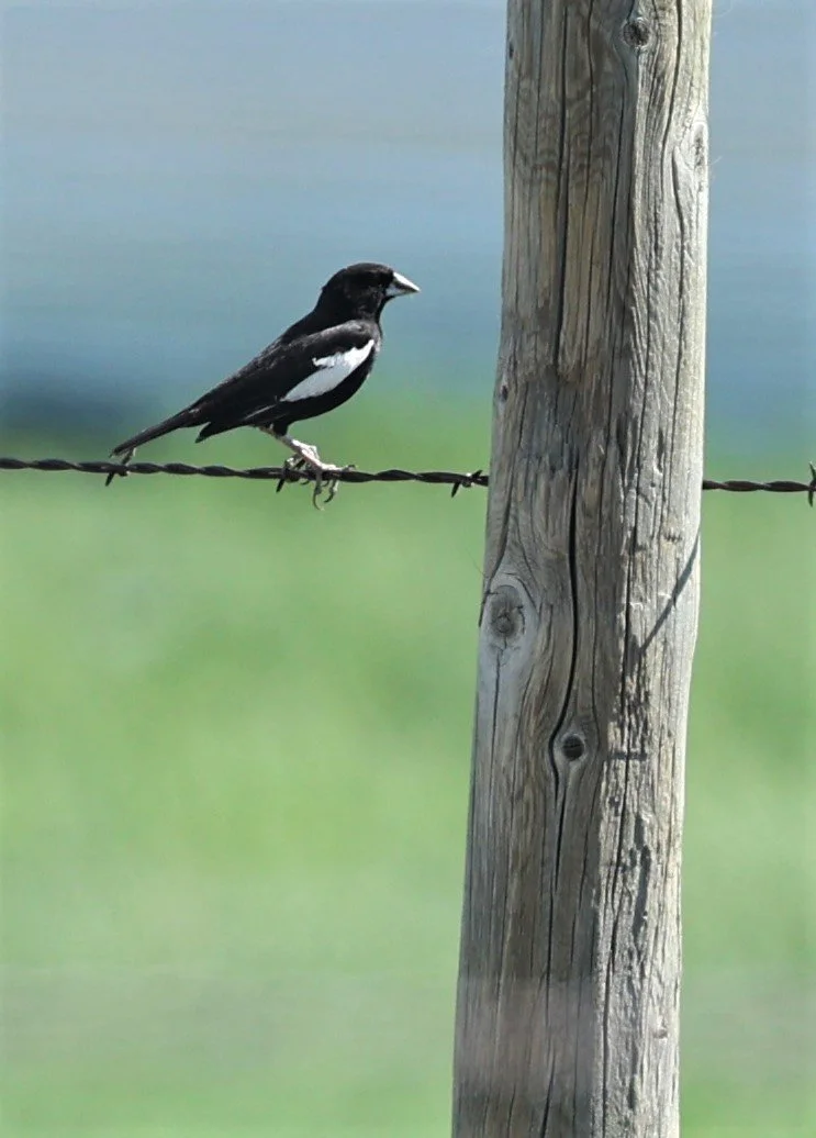 Lark Bunting (Calamospiza melanocorys) Pawnee National Grassland Colorado (23).jpg