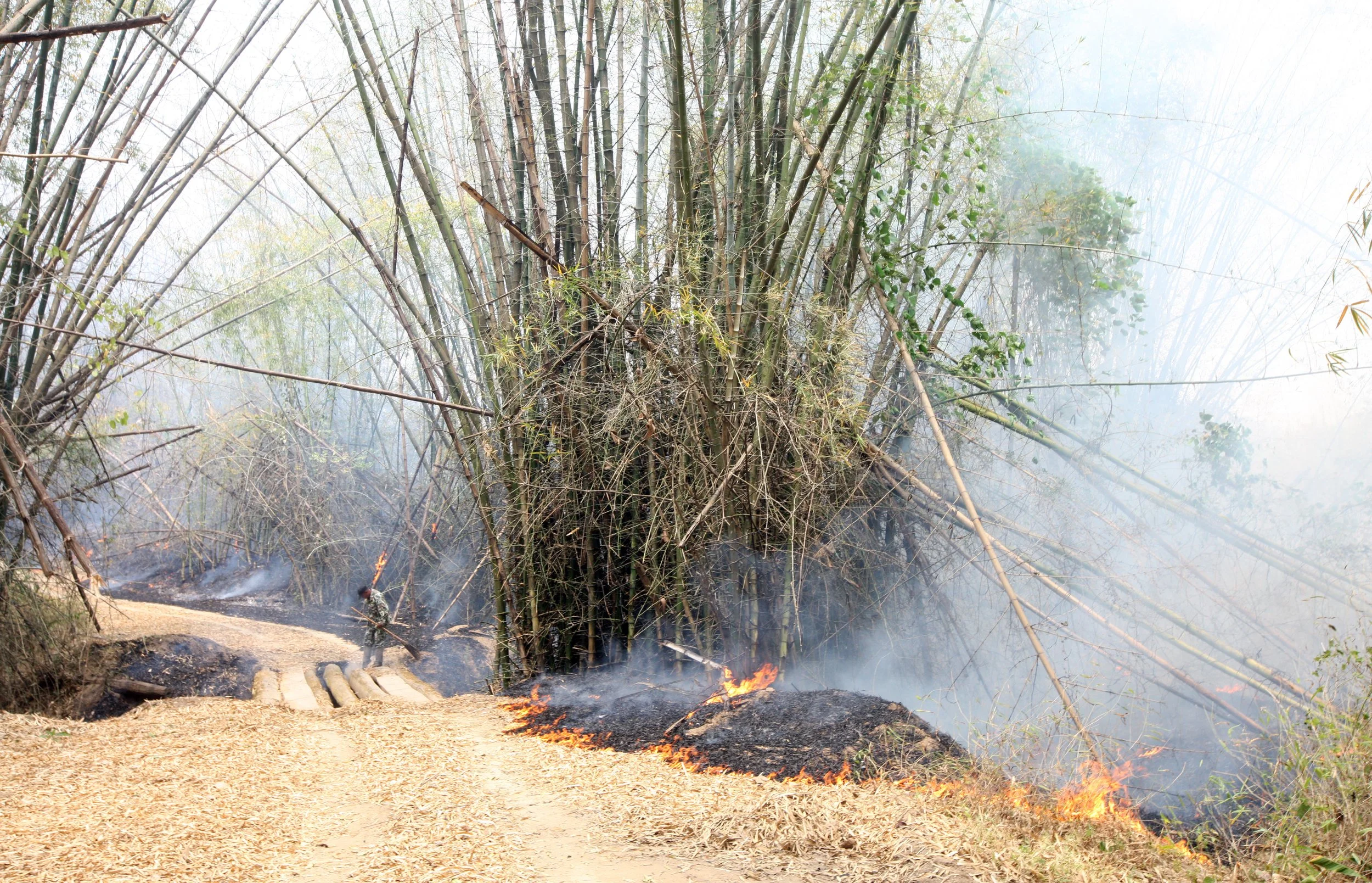 2015 Huai Mai Dee Huai Kha Khaeng Wildlife Refute (58).JPG