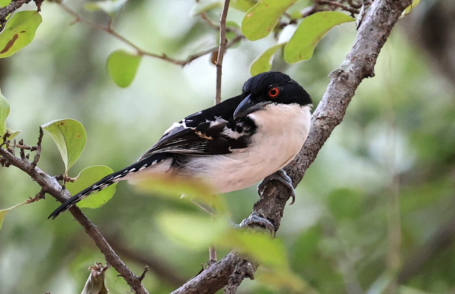 Great Antshrike (Taraba major) Hotel Campestre Iparoma Paraguay (7).jpg