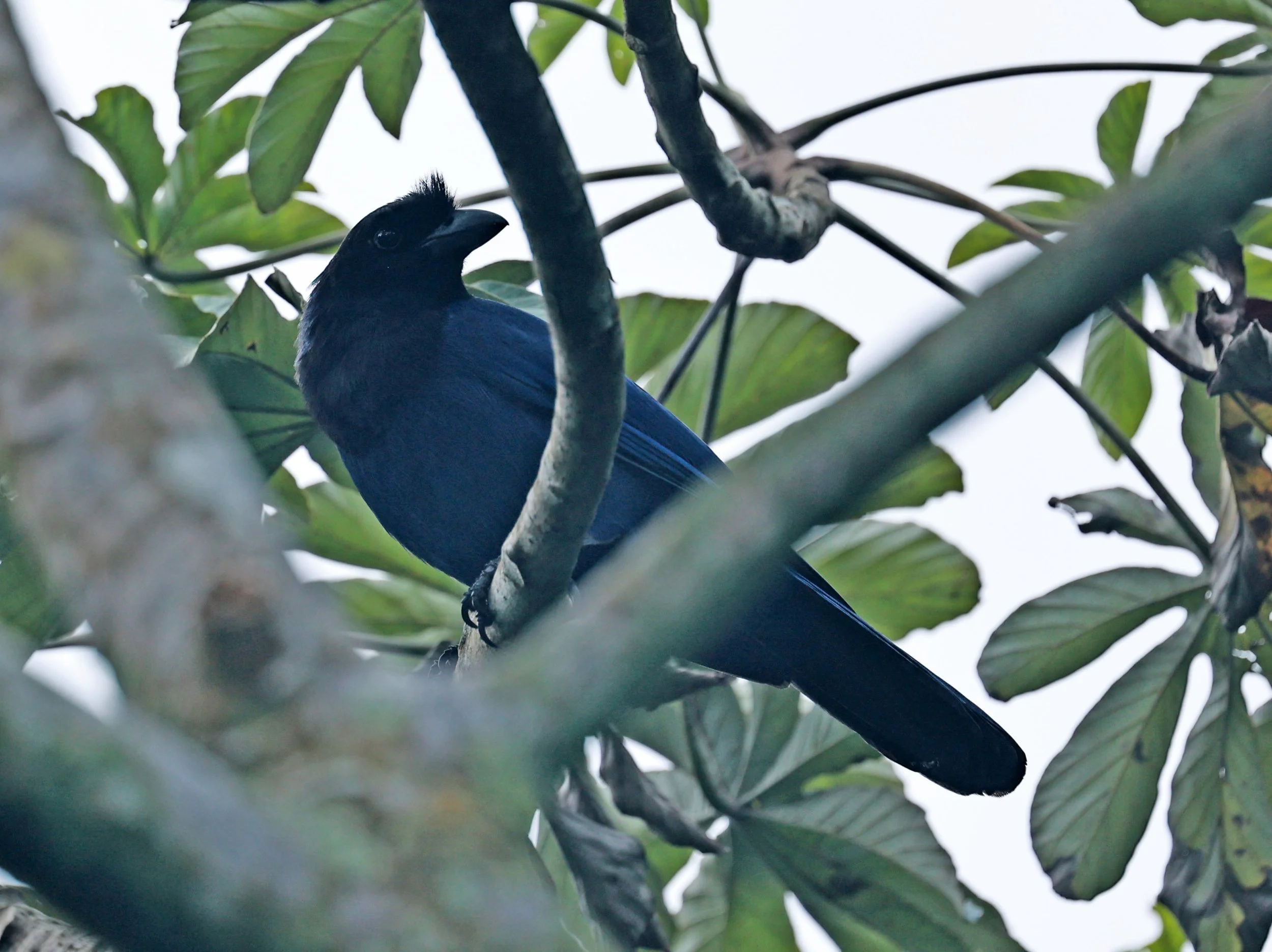 Azure Jay (Cyanocorax caeruleus) Superagui National Park, Brazil (2).jpg