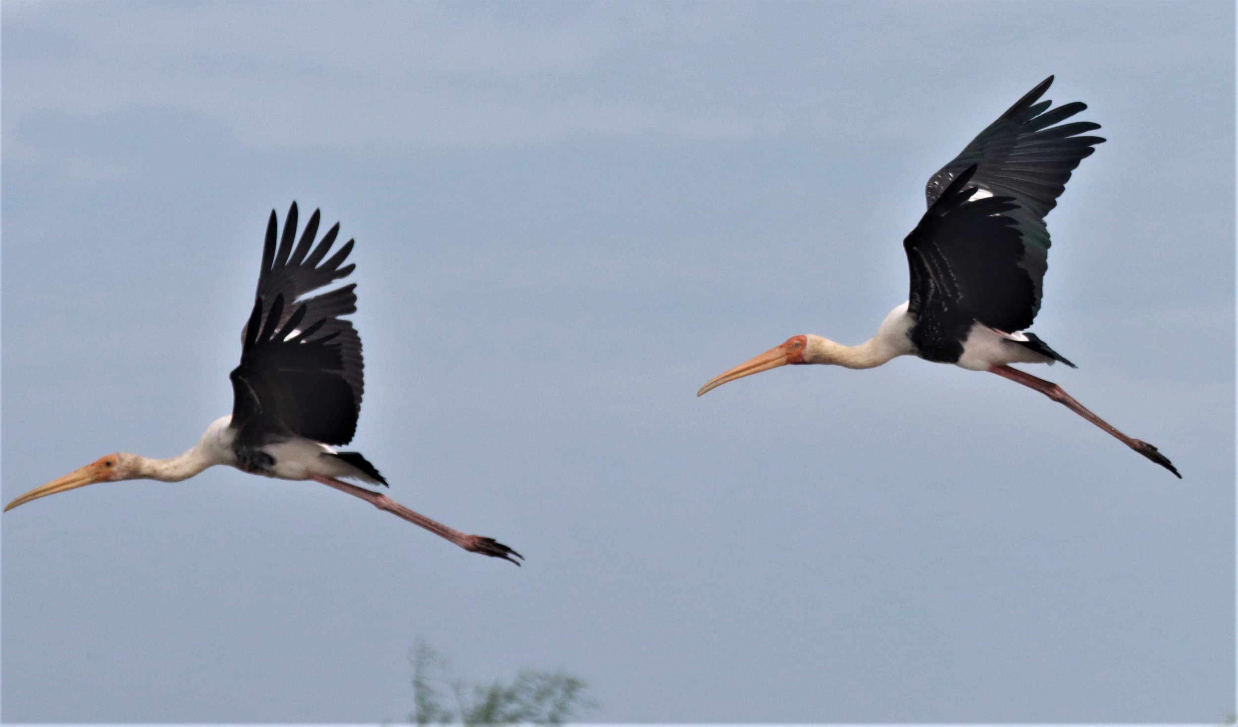 STORK - PAINTED STORK - Mycteria leucocephala - BUENG BORAPHET NAKHON SAWAN AUGUST 2021 (8).jpg