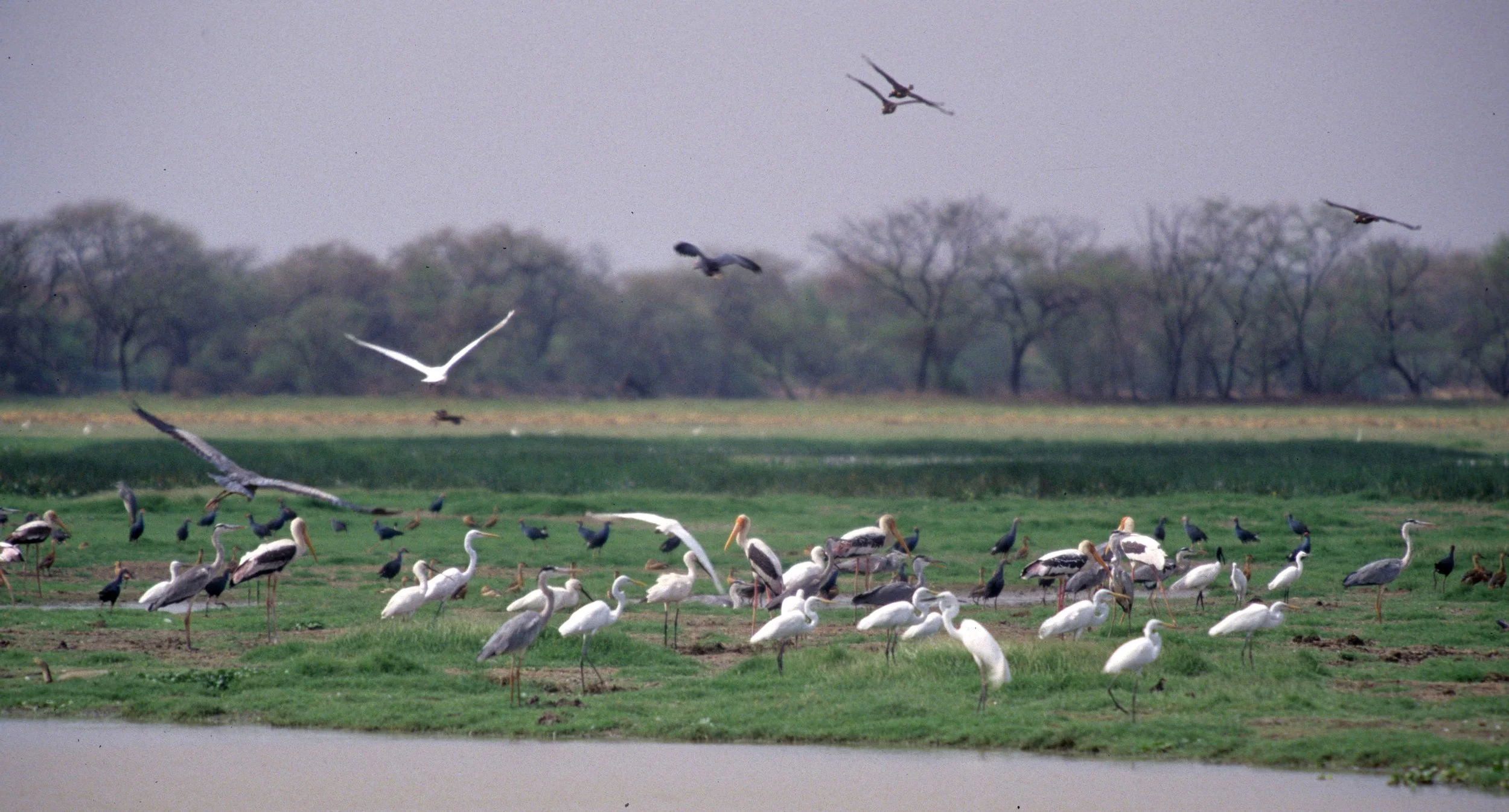 BIRD - HERON - GRAY HERONS - GREAT EGRETS - KALEODEO INDIA 6.jpg