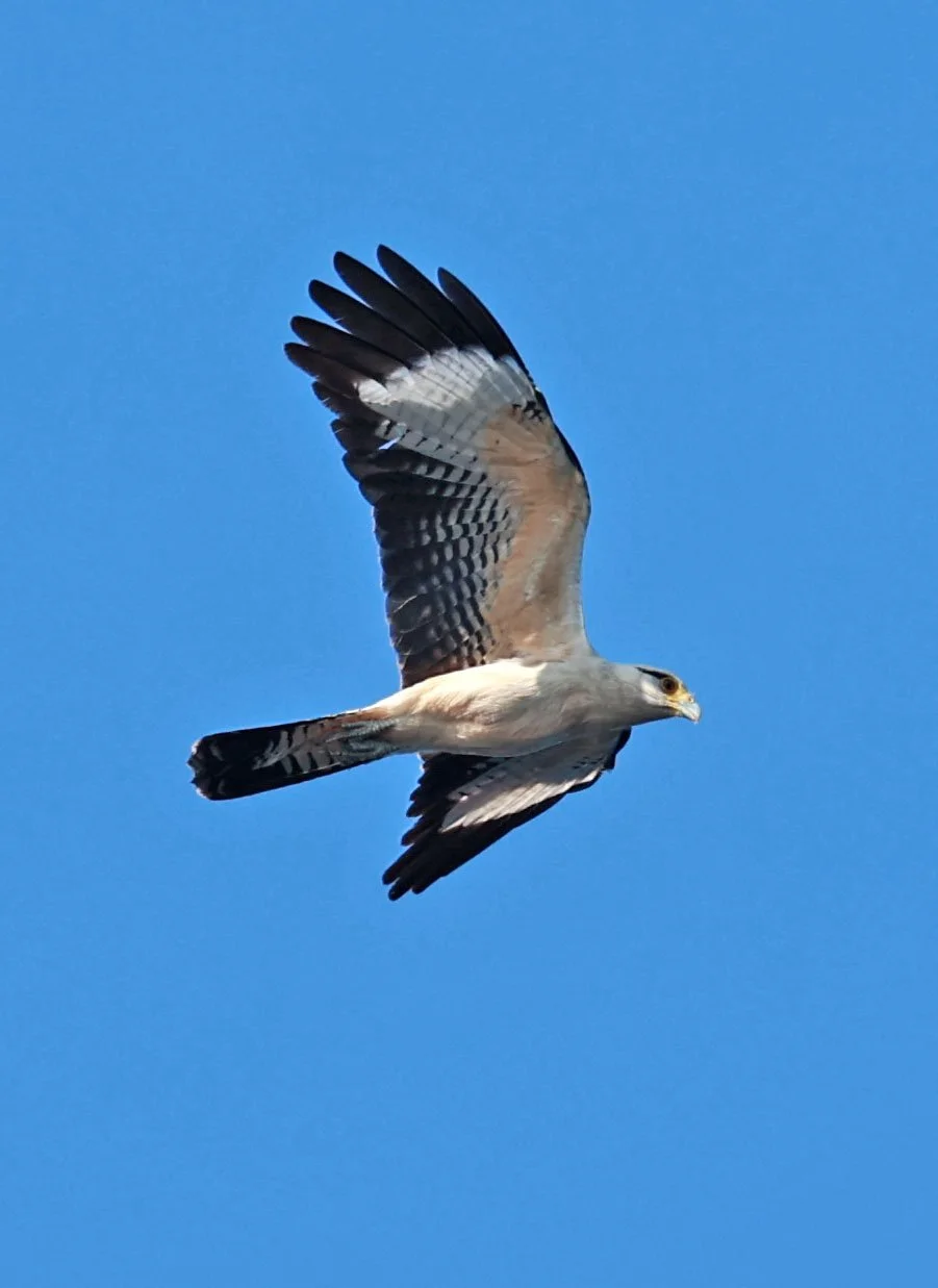 Caracara - Yellow-headed Caracara - Daptrius chimachima - Ariau River & Rio Negro Region Southwest of Manaus (14).jpg