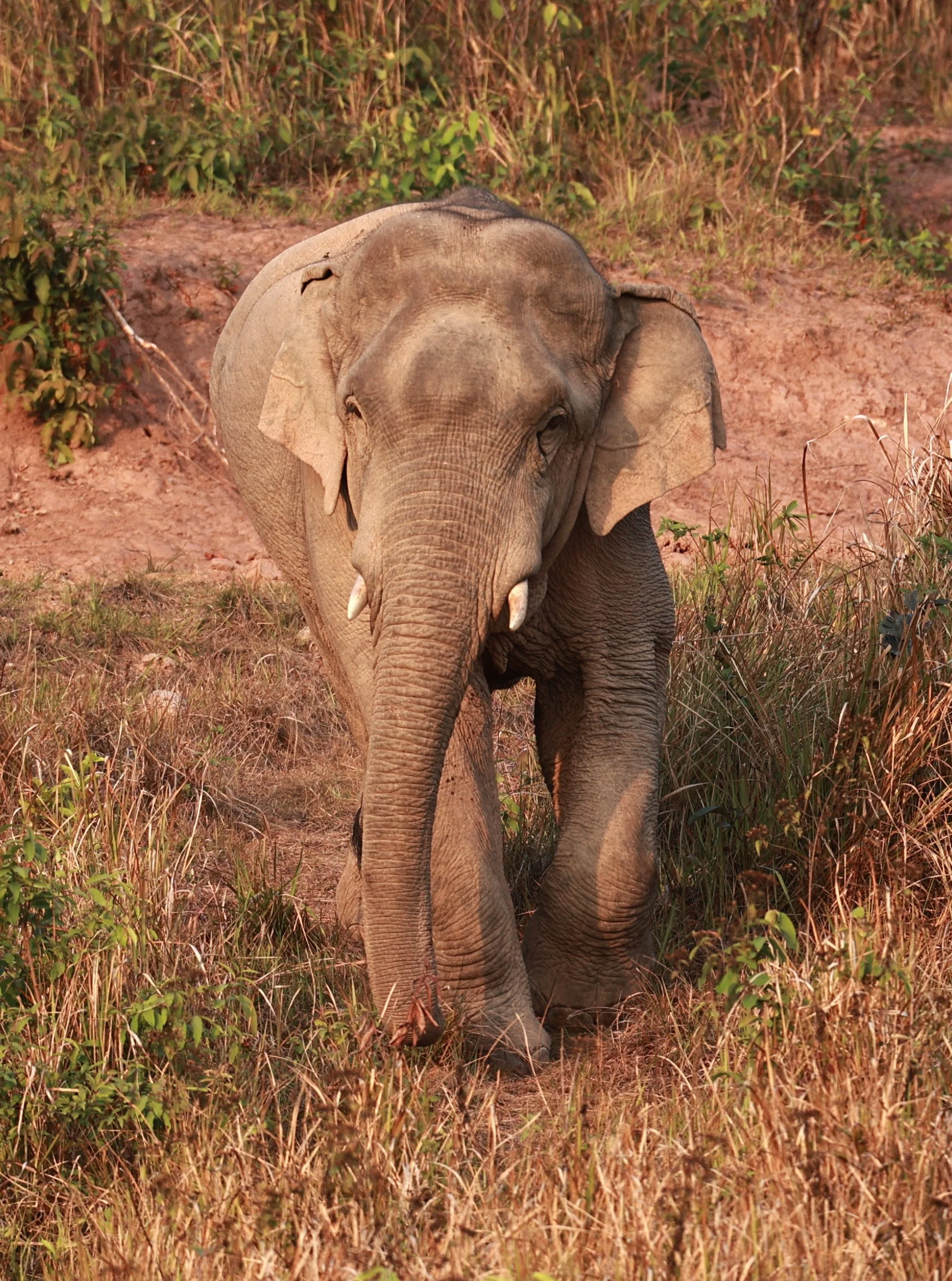 Asian Elephant (Elephas maximus) Khao Yai National Park, Thailand (27).jpg