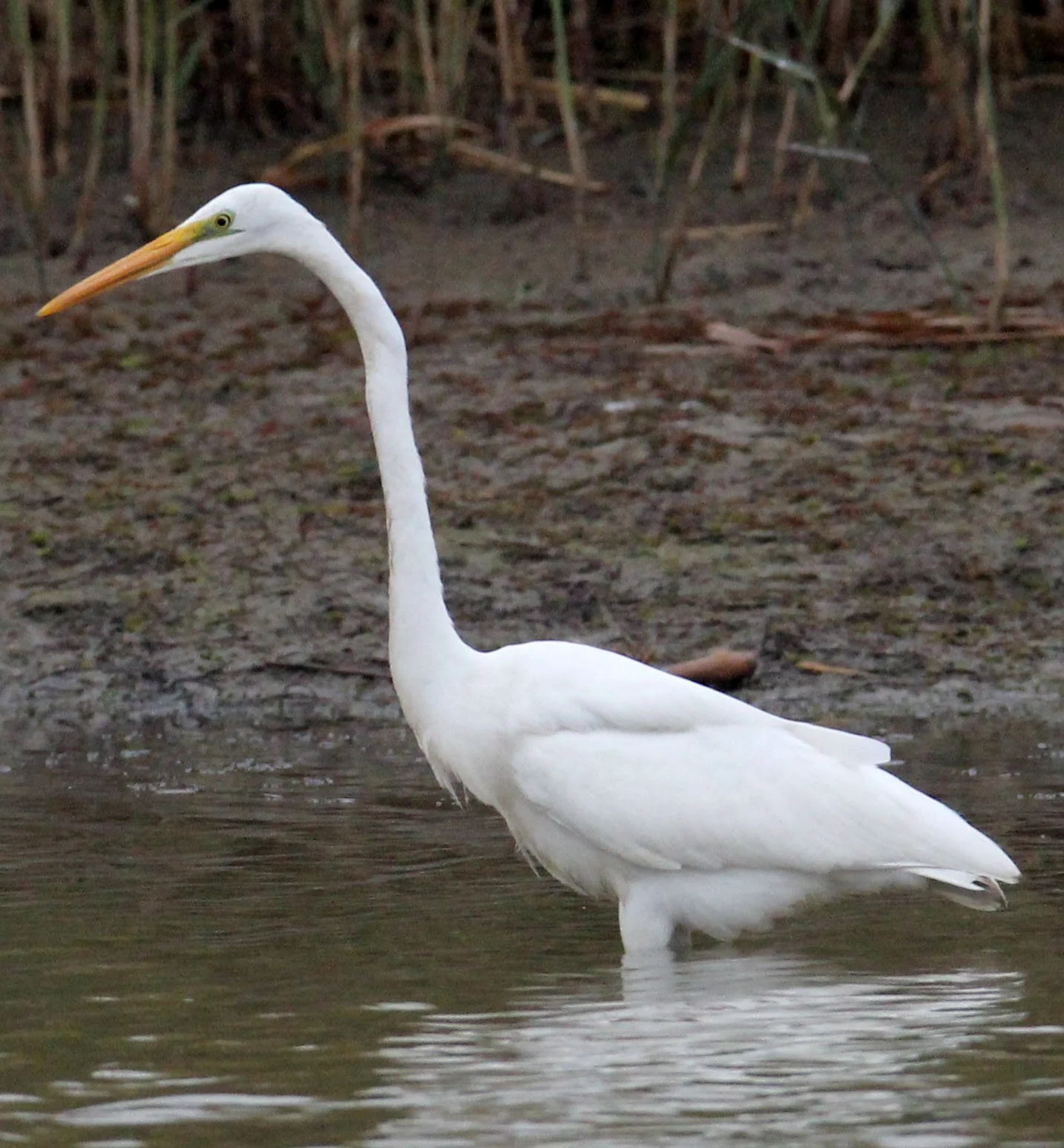 BIRD - EGRET - GREAT EGRET - CHONGMING ISLAND DONGTAN WETLAND RESERVE CHINA (4).JPG