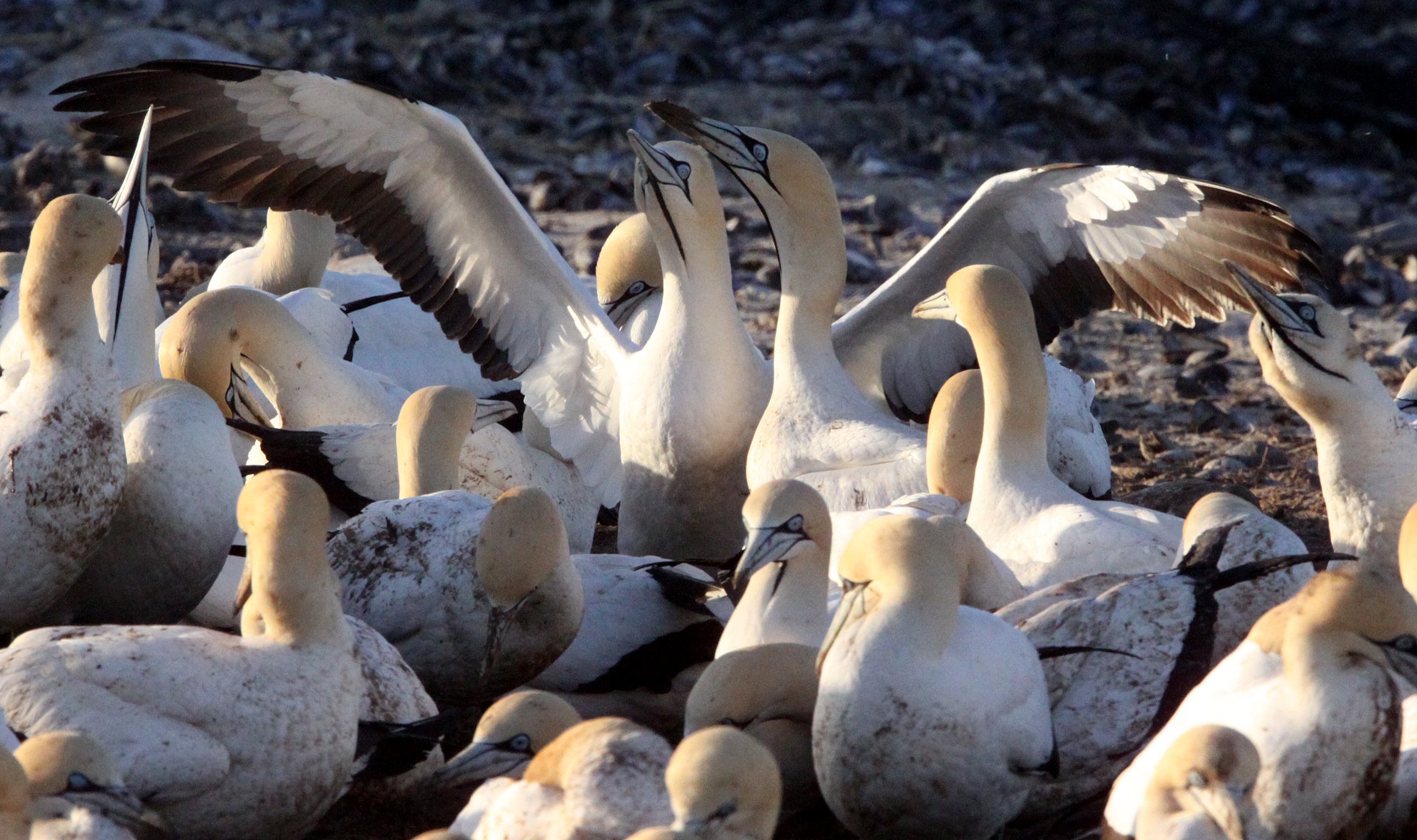 Cape gannet (Morus capensis) Lambert's Bay South Africa (99).JPG