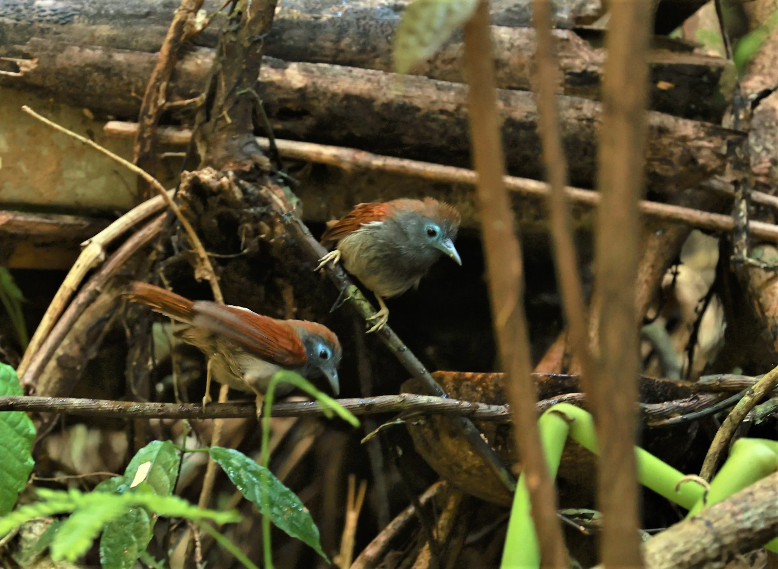 BABBLER - CHESTNUT-WINGED BABBLER - Cyanoderma erythropterum - KRUNG CHING, KHAO LUANG NATIONAL PARK, THAILAND APRIL 2023 (14).jpg
