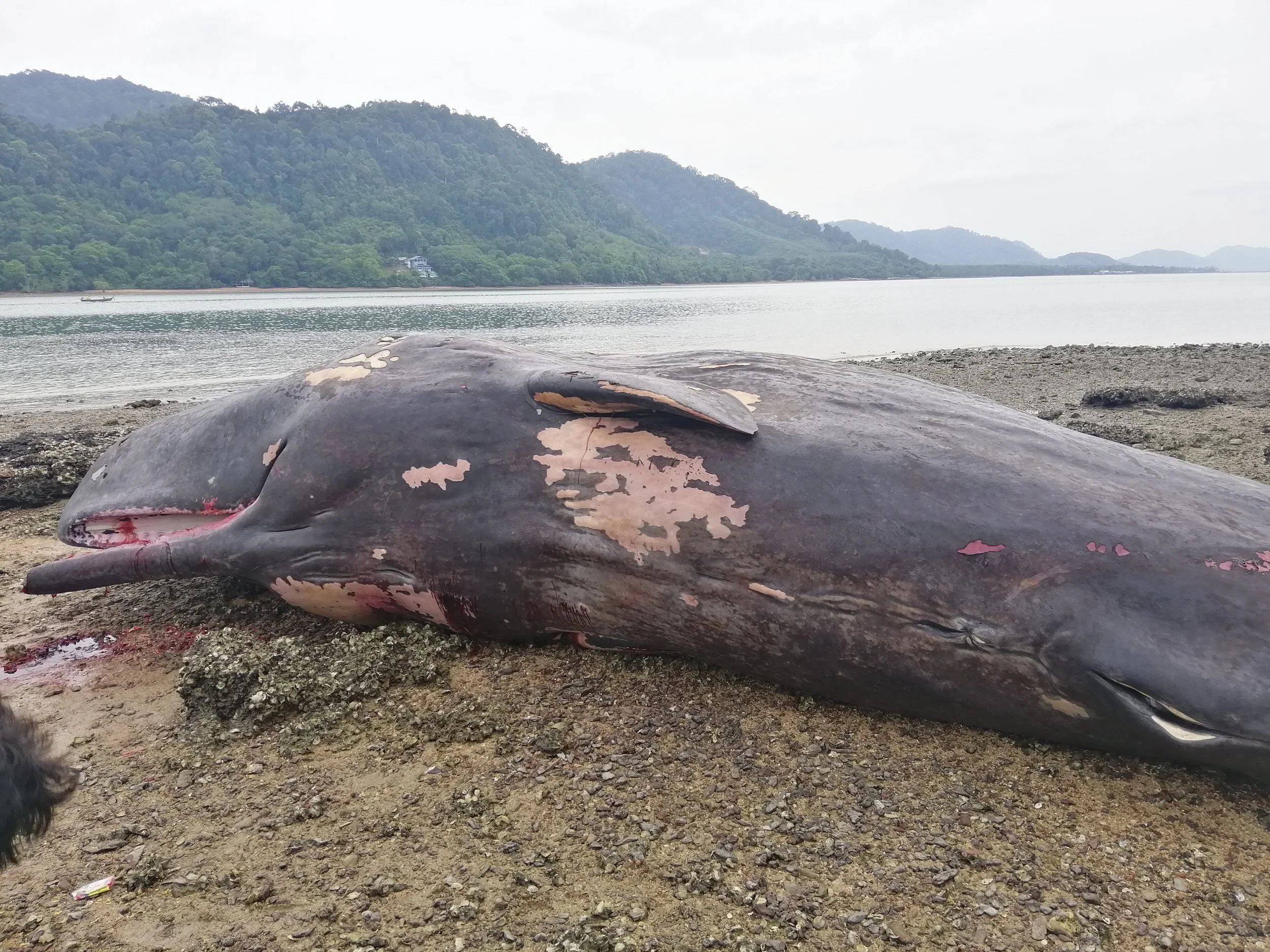 2019 Koh Lanta Dead Sperm Whale Summer Trip (17).jpg