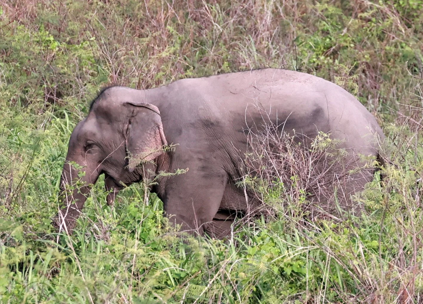 Asian Elephants (Elephas maximus indicus) Legal Status: Globally listed as Endangered on the IUCN Red List and protected under CITES Appendix I. In Thailand, they are classified as Preserved Animals under the Wildlife Conservation and Protection Act 