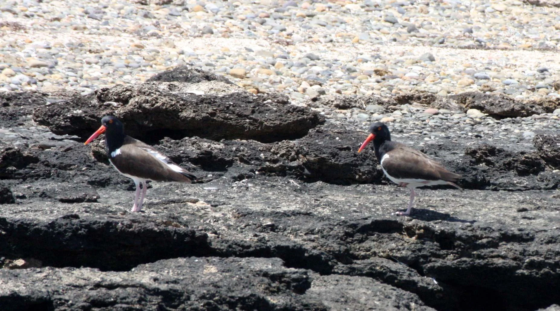 American Oystercatcher (Haematopus palliatus) San Ignacio Lagoon Baja Mexico (8).JPG