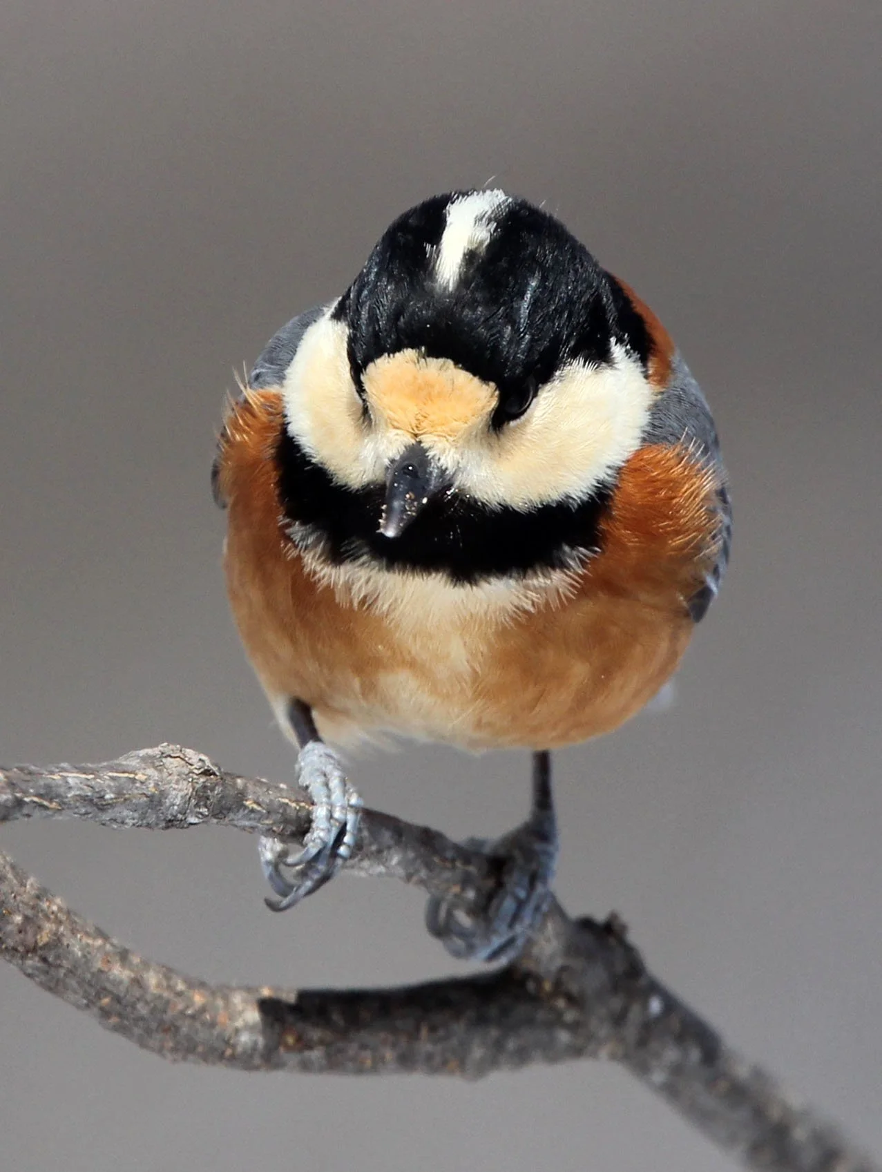 Varied Tit (Sittiparus varia) Kinohiroba Park, Abashiri Hokkaido, Japan (18).JPG