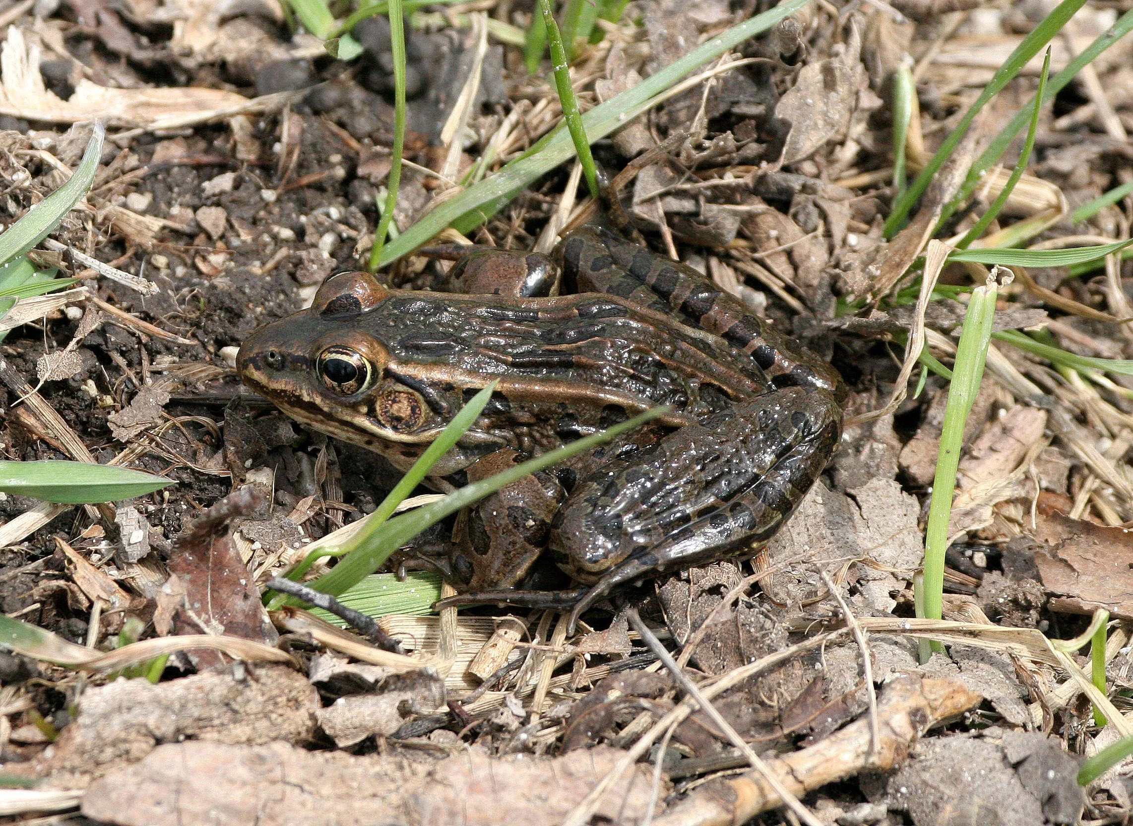 Leopard Frog - Pratt Woods Illinois