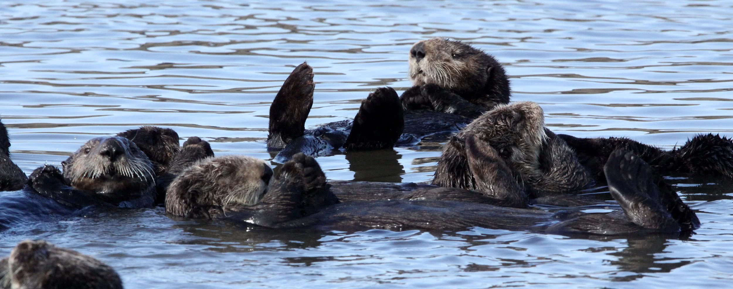 Enhydra lutris nereis - CALIFORNIA (SOUTHERN) SEA OTTER - ELKHORN SLOUGH  WILDLIFE REFUGE CALIFORNIA (55).JPG
