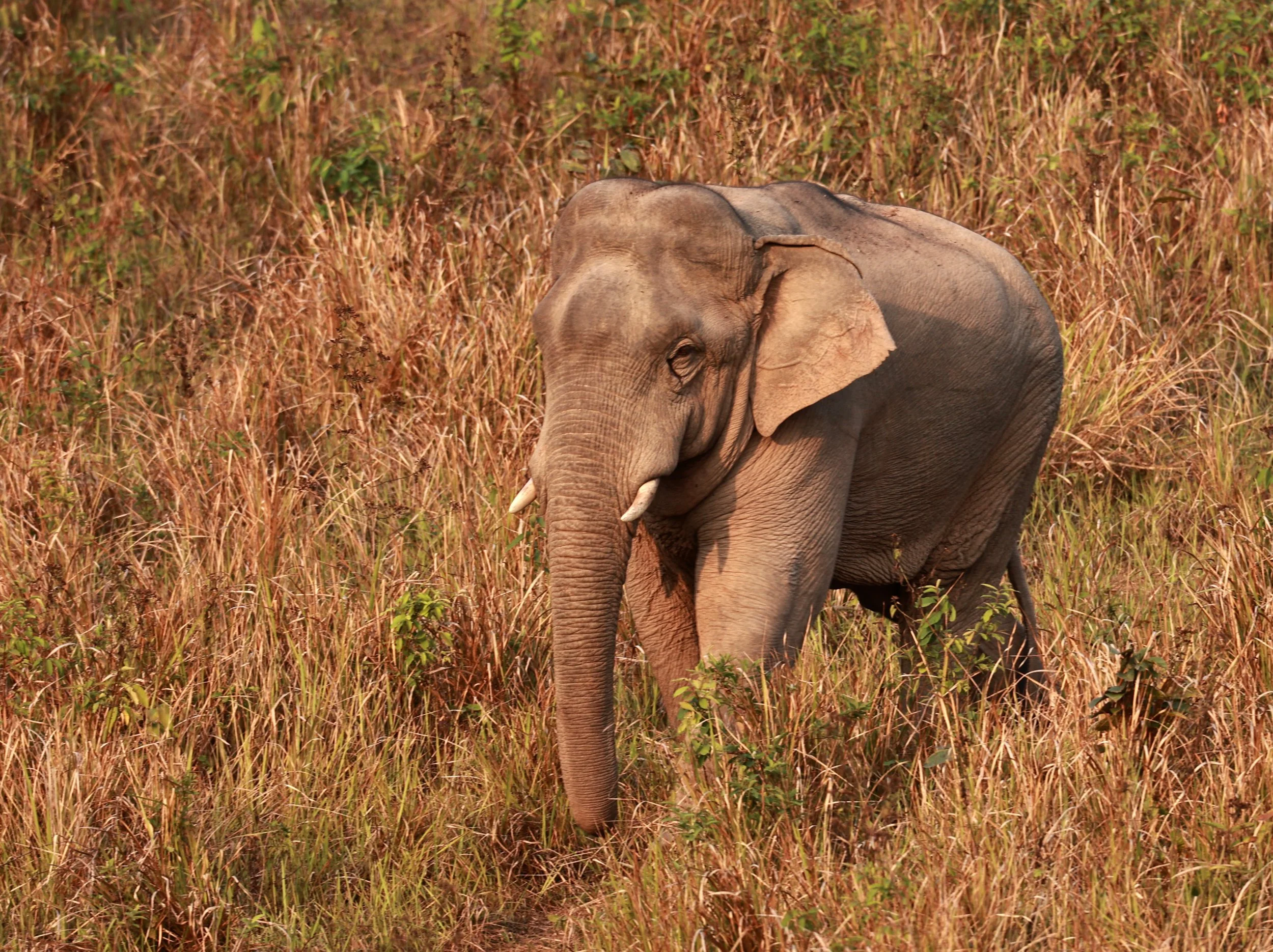 Asian Elephant (Elephas maximus) Khao Yai National Park, Thailand (33).jpg