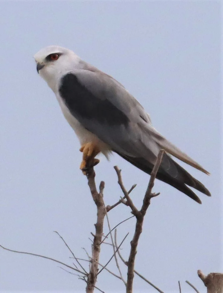 KITE - BLACK-SHOULDERED KITE - Elanus caeruleus - PAK PHLI NAKHON NAYOK (15).jpg