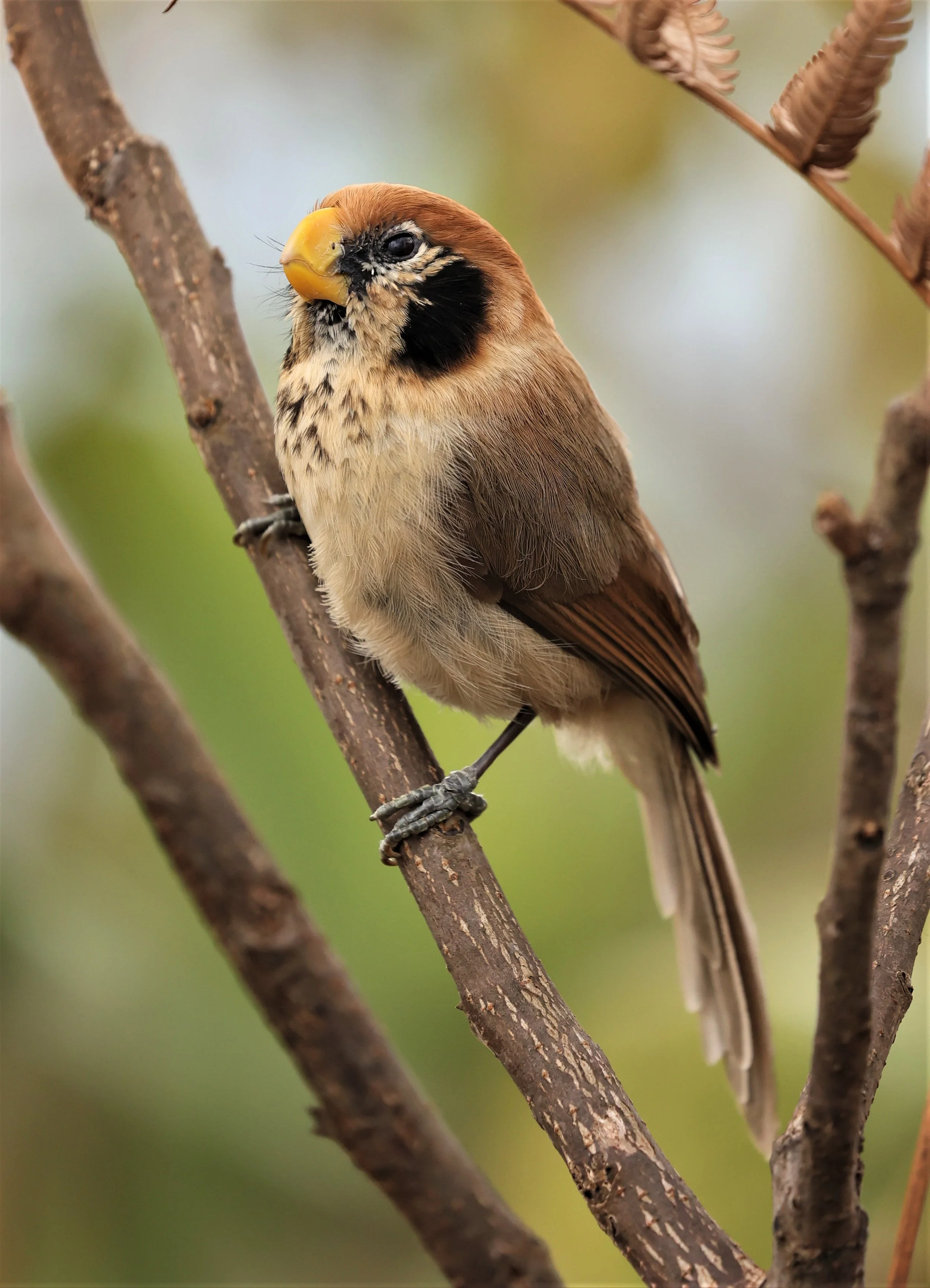 PARROTBILL - SPOT-BREASTED PARROTBILL - Paradoxornis guttaticollis - DOI LANG WEST, DOI PHA HOM POK NP, CHIANG MAI DEC 2021 (60).jpg