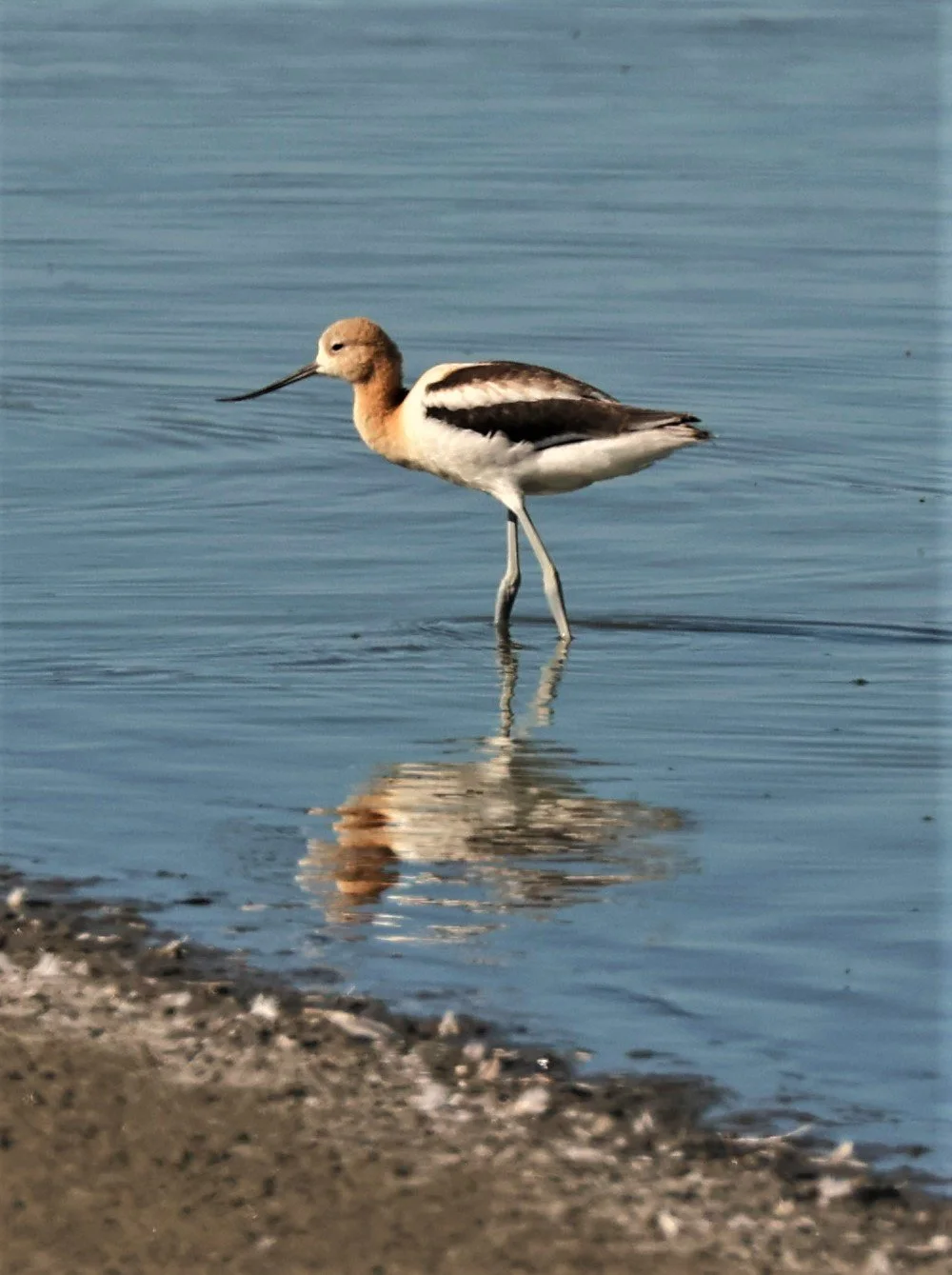 Recurvirostra americana - AMERICAN AVOCET - ELKHORN SLOUGH MOSS LANDING CALIFORNIA AUGUST 2022 (38).jpg