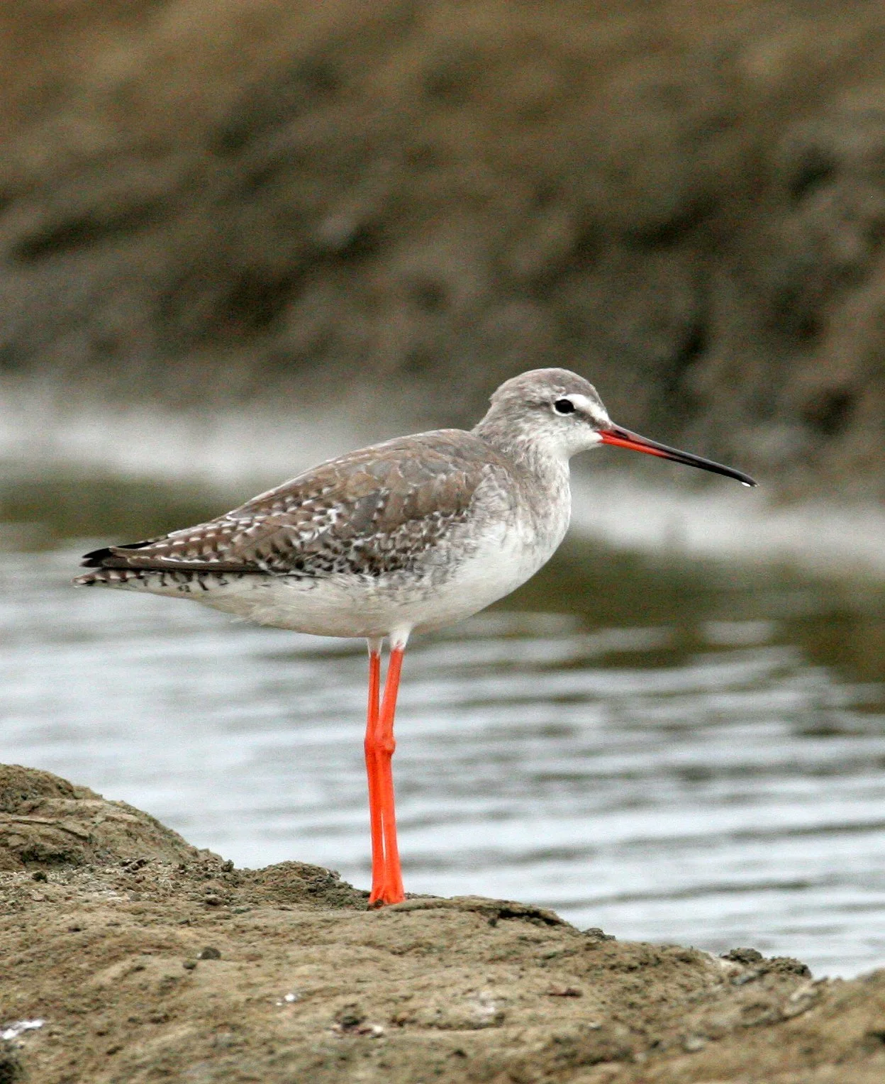 REDSHANK - COMMON REDSHANK - Tringa totanus - PAK THALE PETCHABURI PROVINCE THAILAND (6).JPG