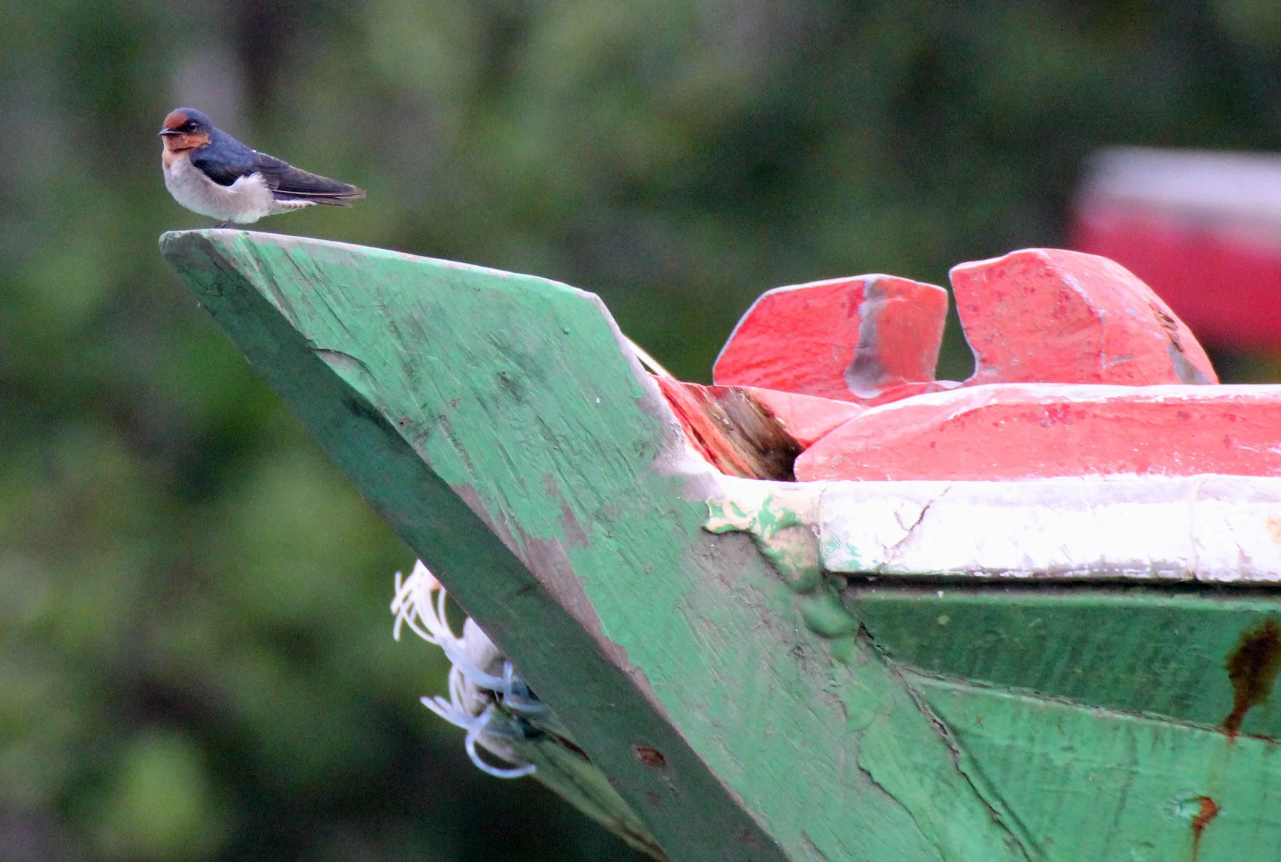 Pacific Swallow (Hirundo tahitica) Tangkoko NP Sulawesi Indonesia (4).JPG