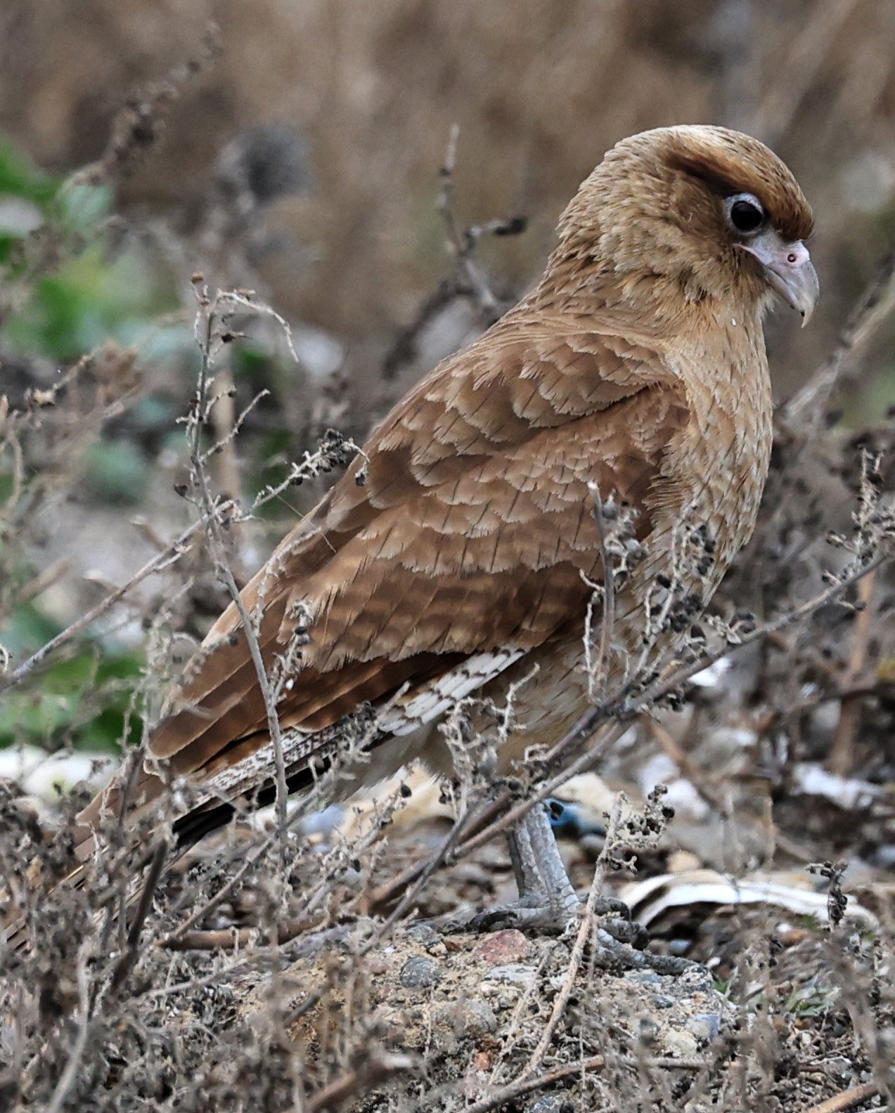 Chimango Caracara (Daptrius chimango) Lagunas del Ornitólogo, Trelew Argentina (30).jpg
