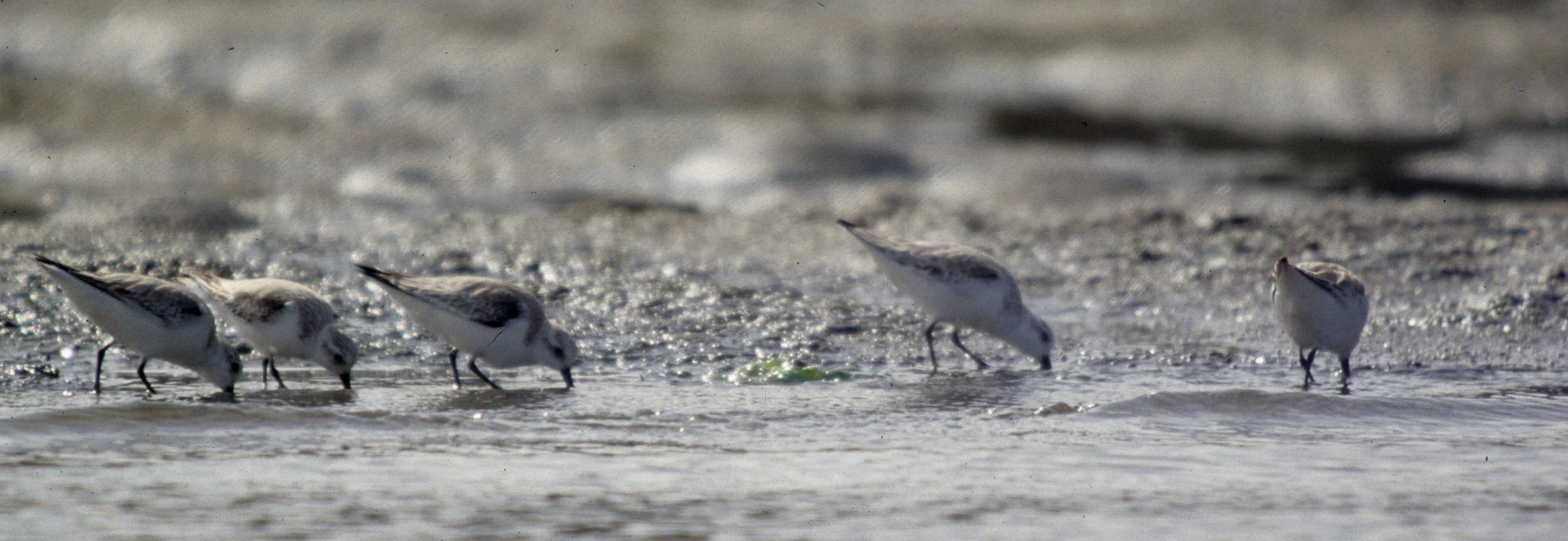 BIRD - SANDERLING - BODEGA BAY E.jpg