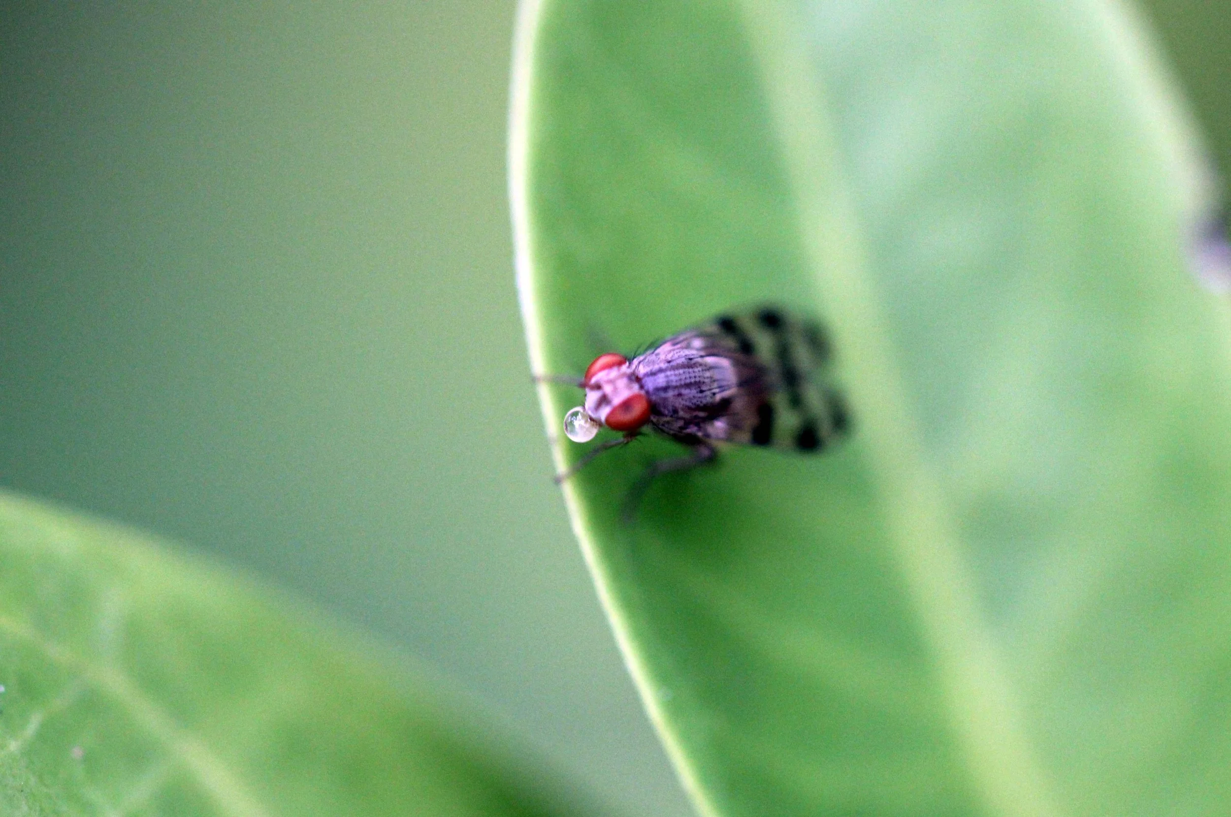 2013 in Nakhonsithammarat and some Krabi with Family (63).JPG