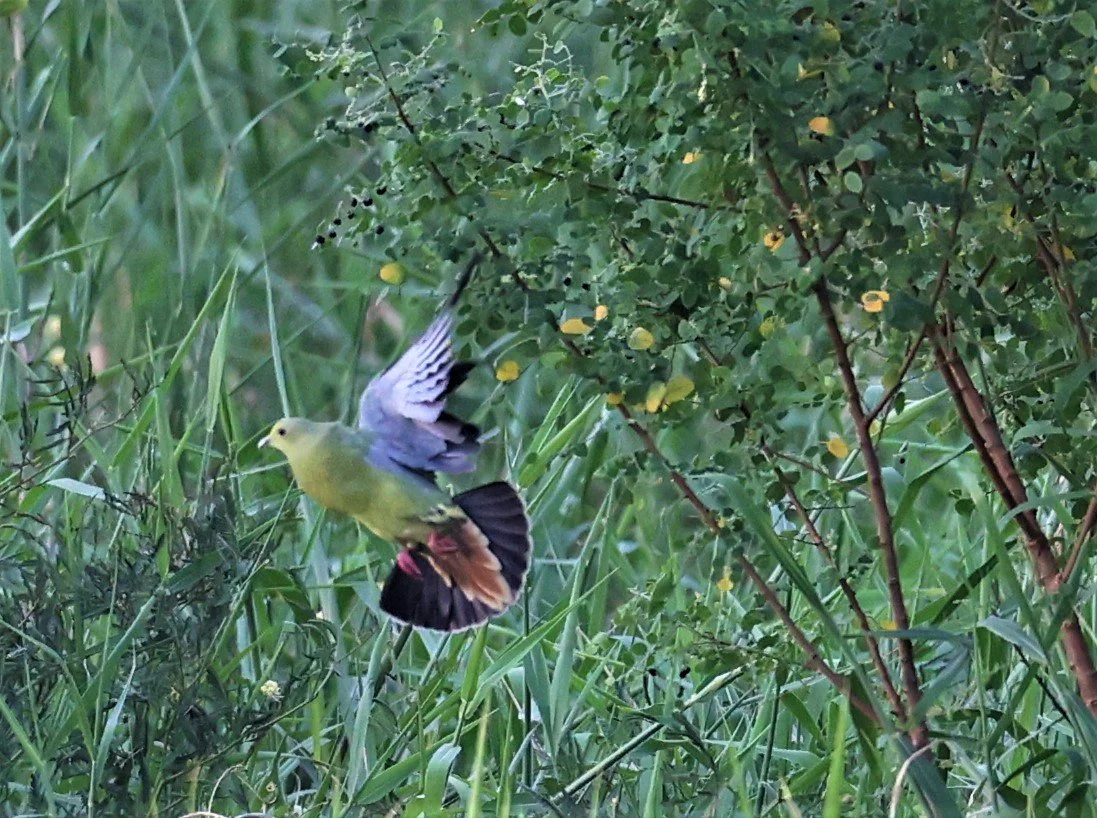Pink-necked green pigeon (Treron vernans) Thap Yao Rice Fields Lat Krabang Thailand (28).jpg
