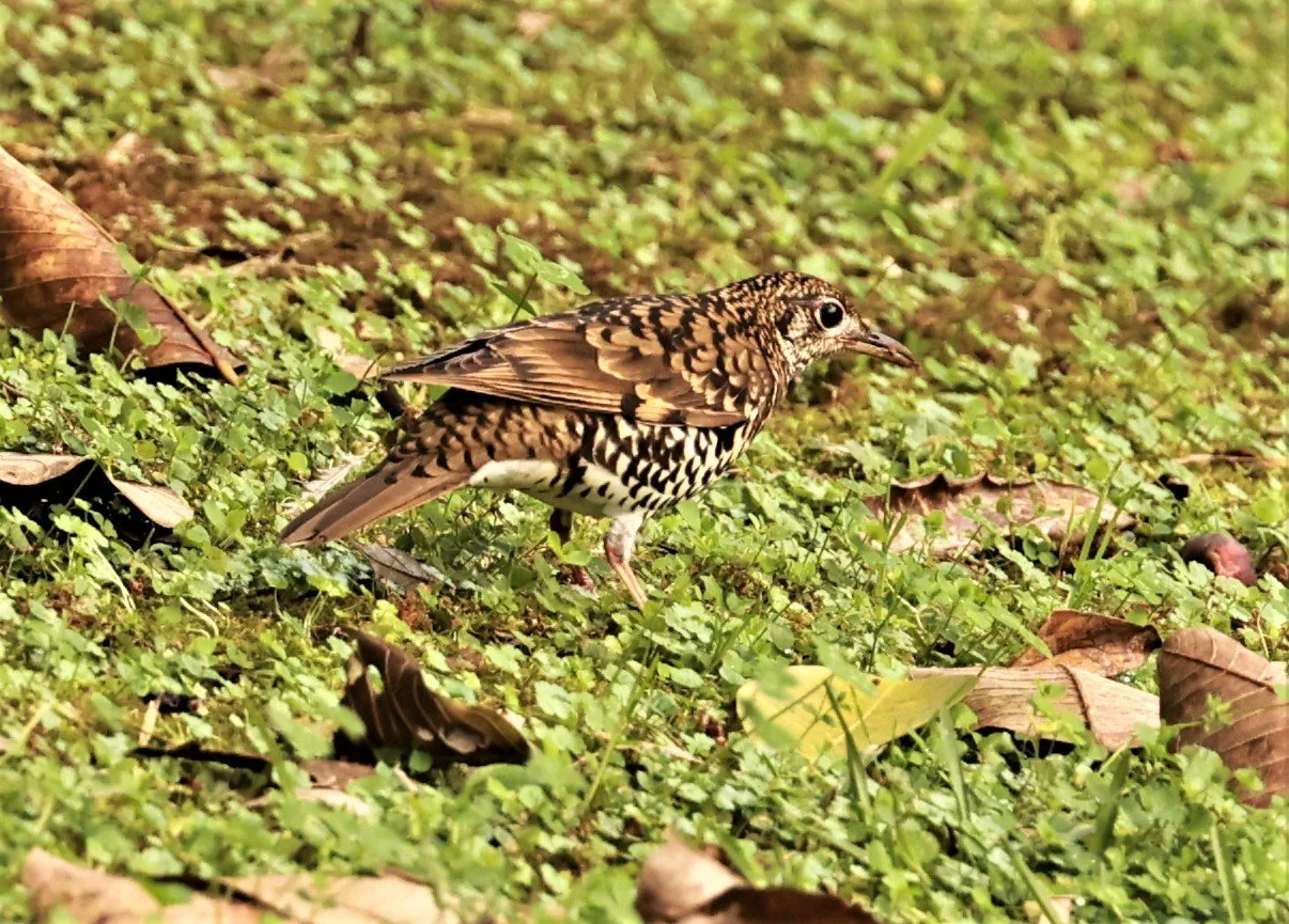 Scaly Thrush (Zoothera dauma) Doi Ang Kang Chiang Mai (22).jpg