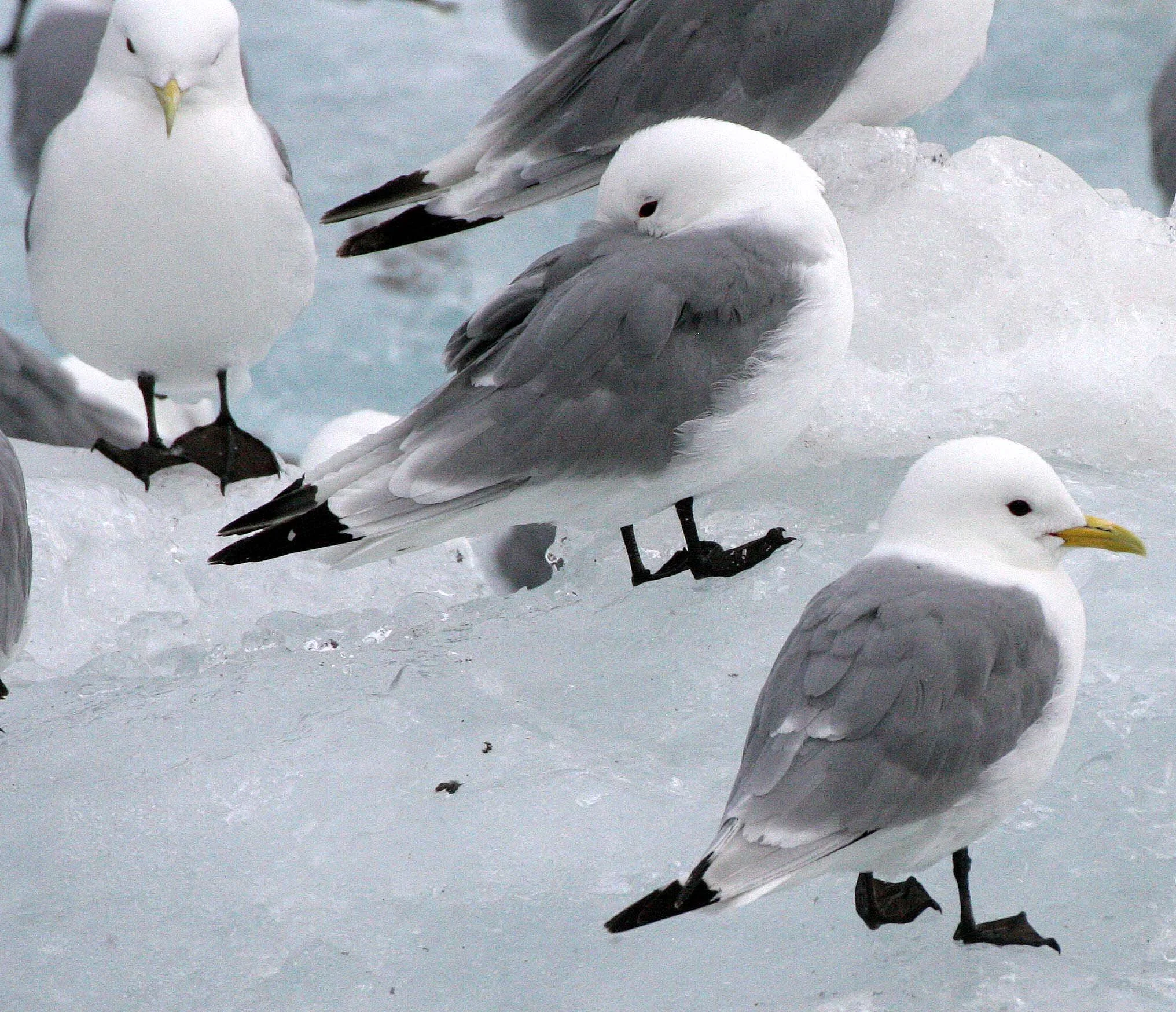 BIRD - KITTIWAKE - BLACK-LEGGED - SVALBARD (49).jpg