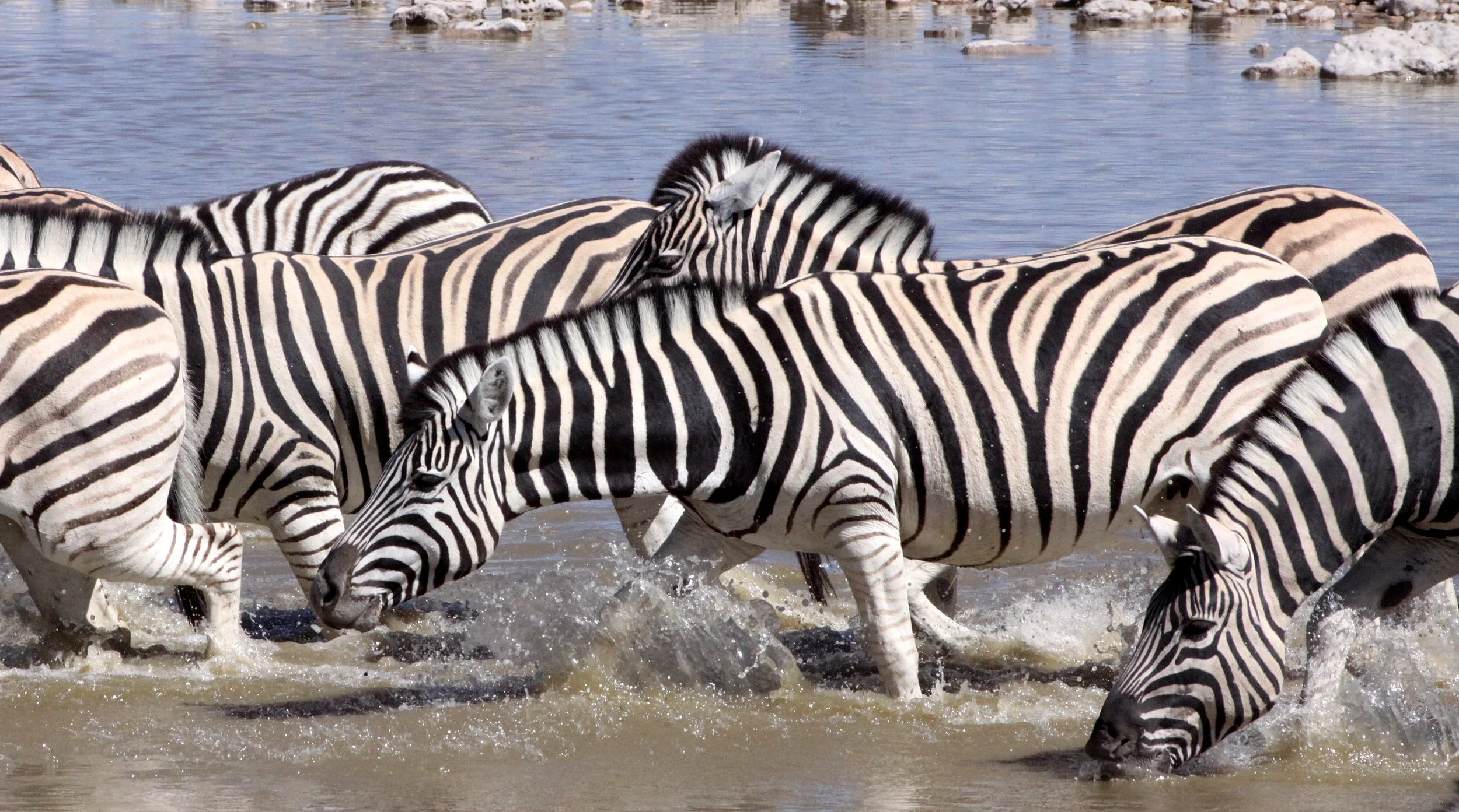 Equus quagga burchellii - BURCHELL'S (DAMARALAND) - BURCHELL'S ZEBRA - ETOSHA NATIONAL PARK NAMIBIA (18).JPG