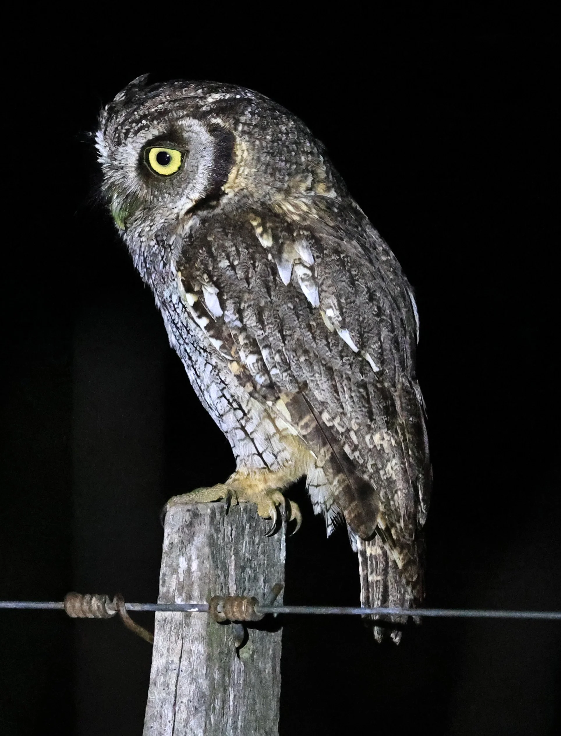 Tropical Screech-Owl (Megascops choliba) Hotel Campestre Iparoma Paraguay (30).jpg