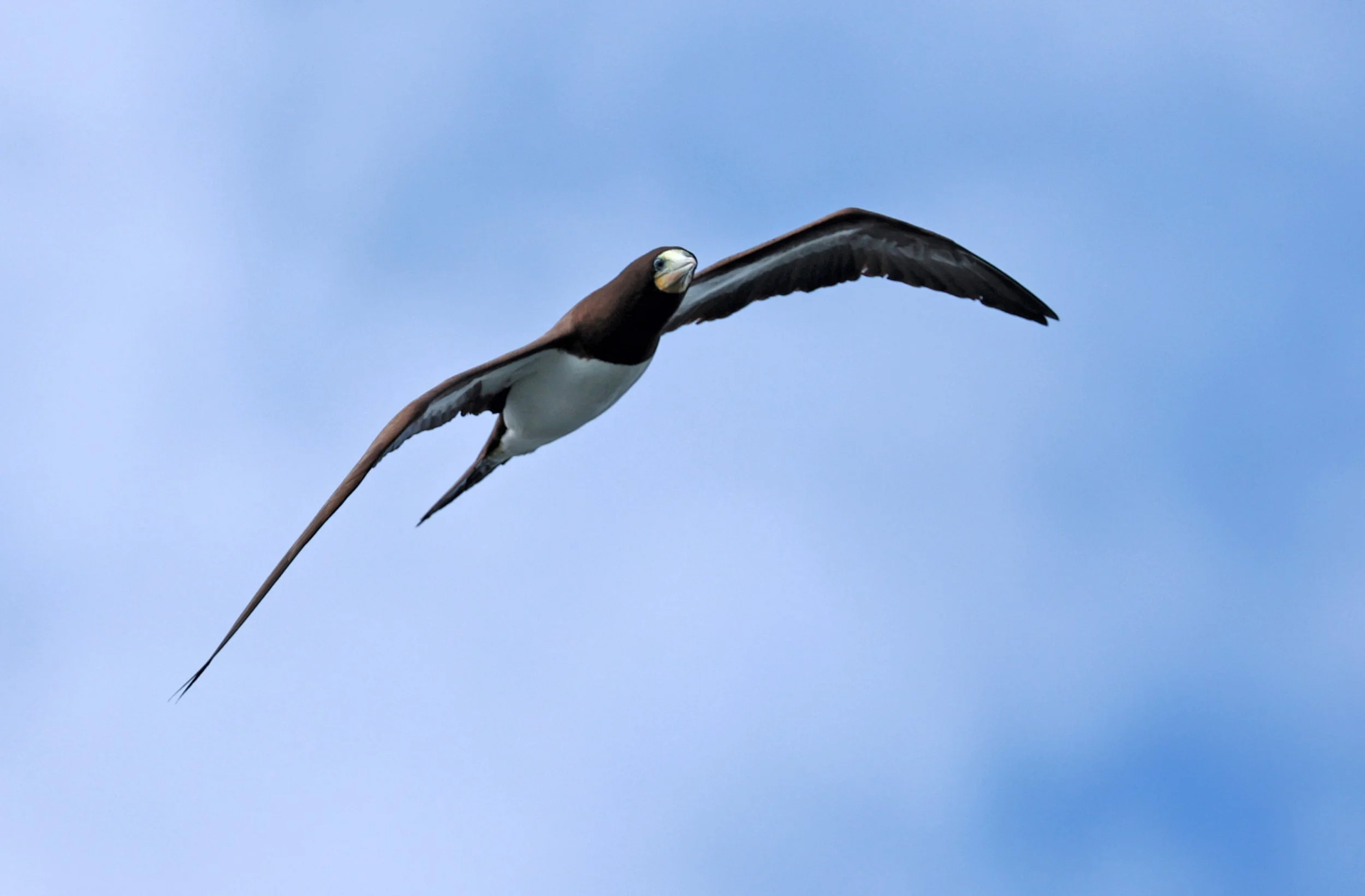Brown Booby (Sula leucogaster) Superagüi National Park, Brazil (6).jpg