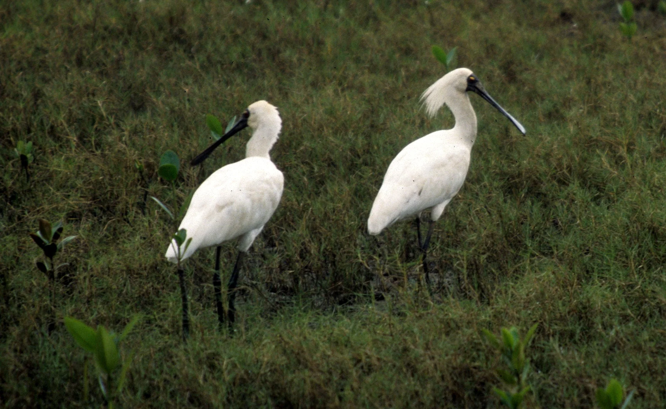BIRD - SPOONBILL - ROYAL SPOONBILL - KAKADU NP.jpg