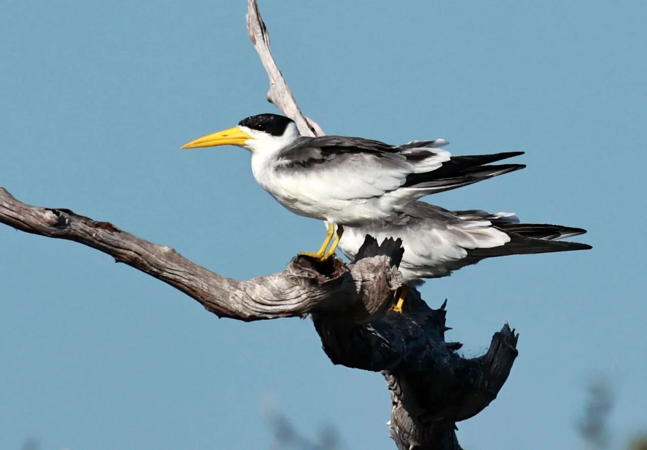 Tern - Large-billed Tern - Phaetusa simplex - Ariau River & Rio Negro Region Southwest of Manaus (3).jpg