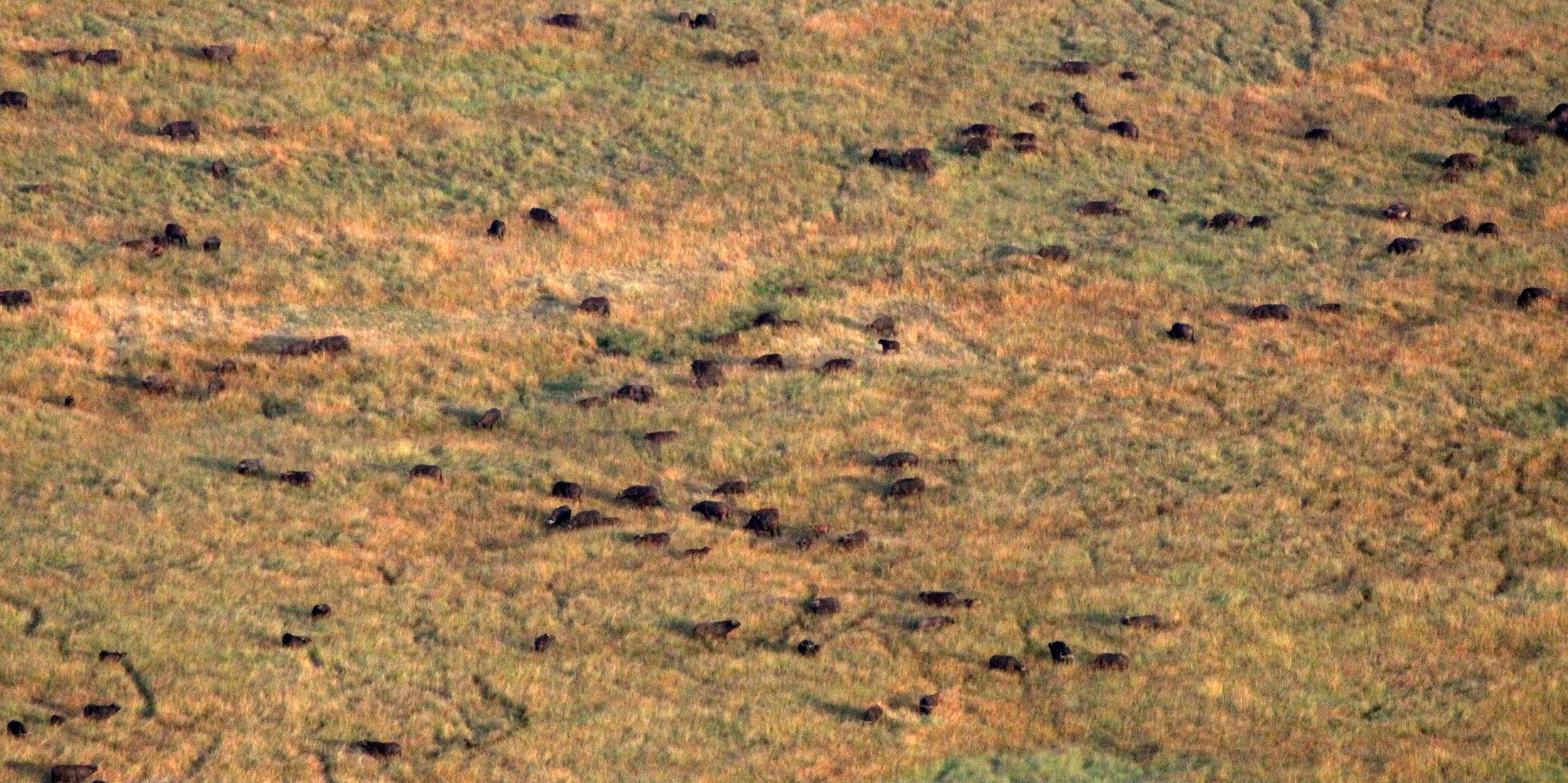 MASAI MARA NATIONAL PARK KENYA (215).JPG