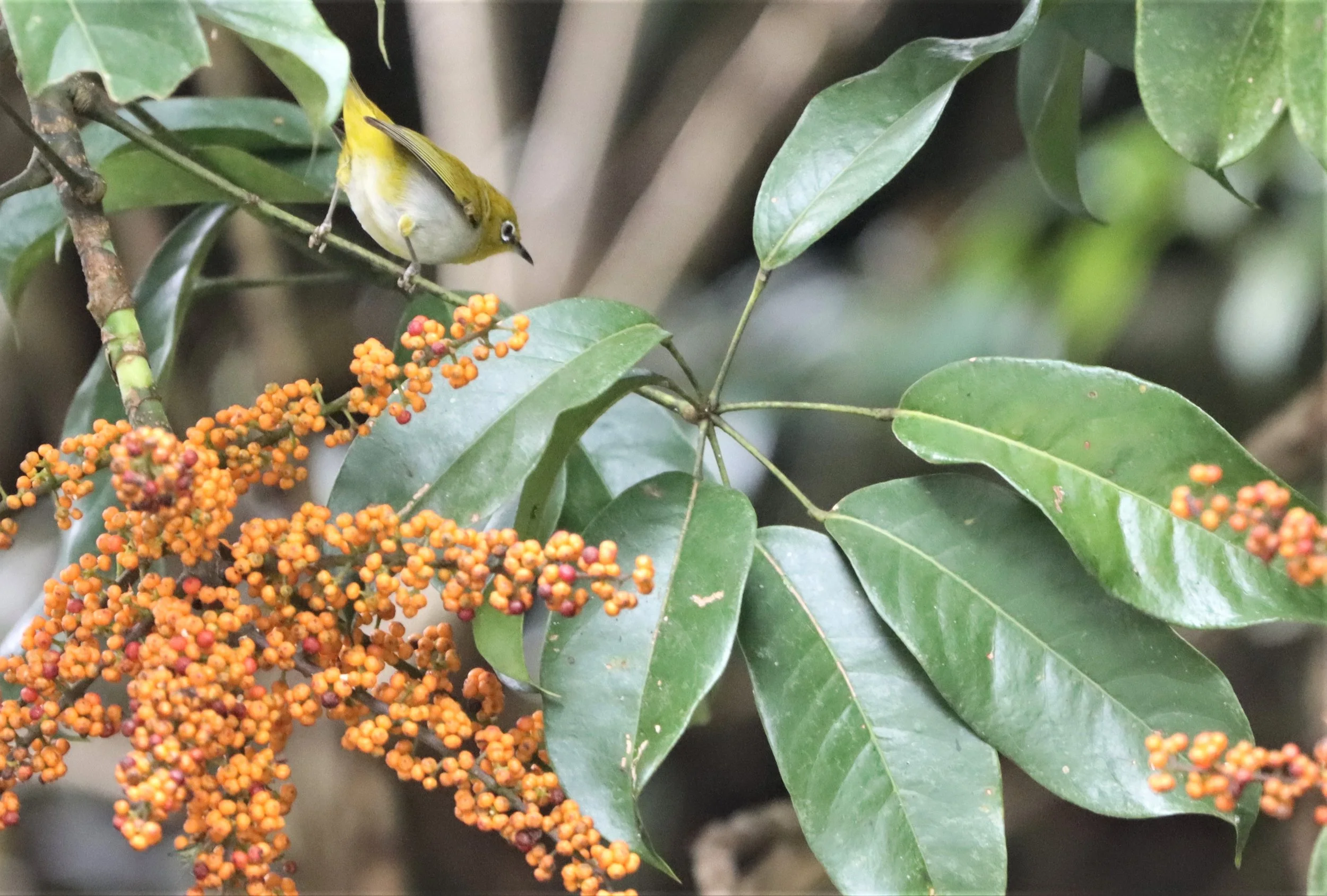 Indian White-eye (Zosterops palpebrosus) Doi Ang Kang Chiang Mai (16).jpg