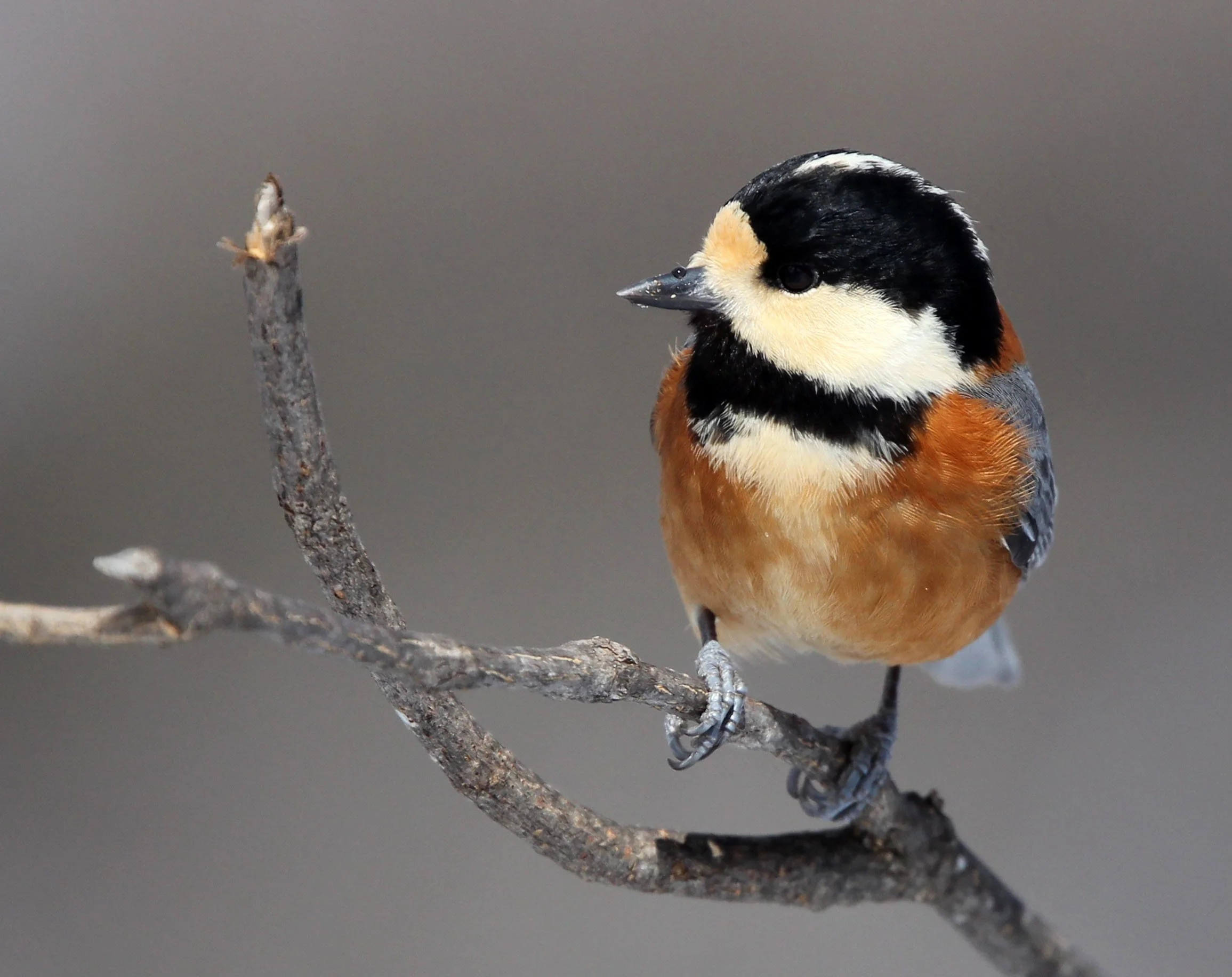 Varied Tit (Sittiparus varia) Kinohiroba Park, Abashiri Hokkaido, Japan (15).JPG