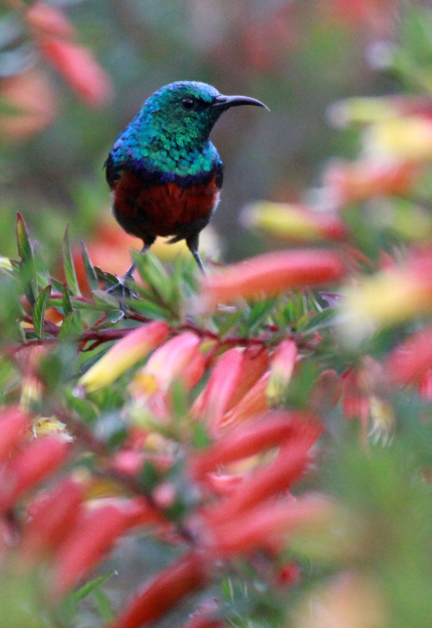 BIRD - SUNBIRD - SUPERB SUNBIRD - CINNYRIS SUPERBA - NYUNGWE NATIONAL PARK RWANDA (1).JPG