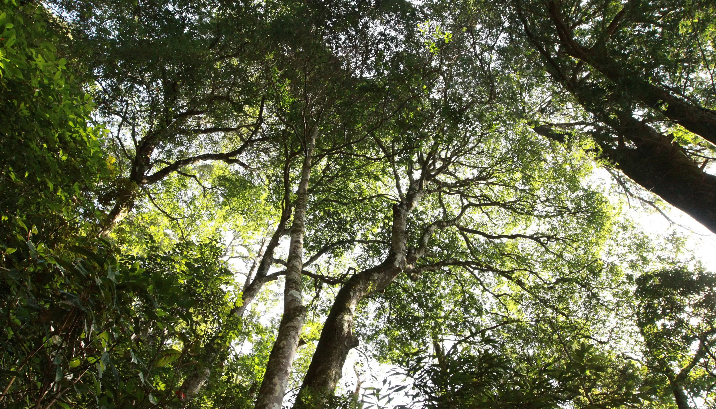 CHINESE YEW RESERVE - FUJIAN CHINA (19).JPG