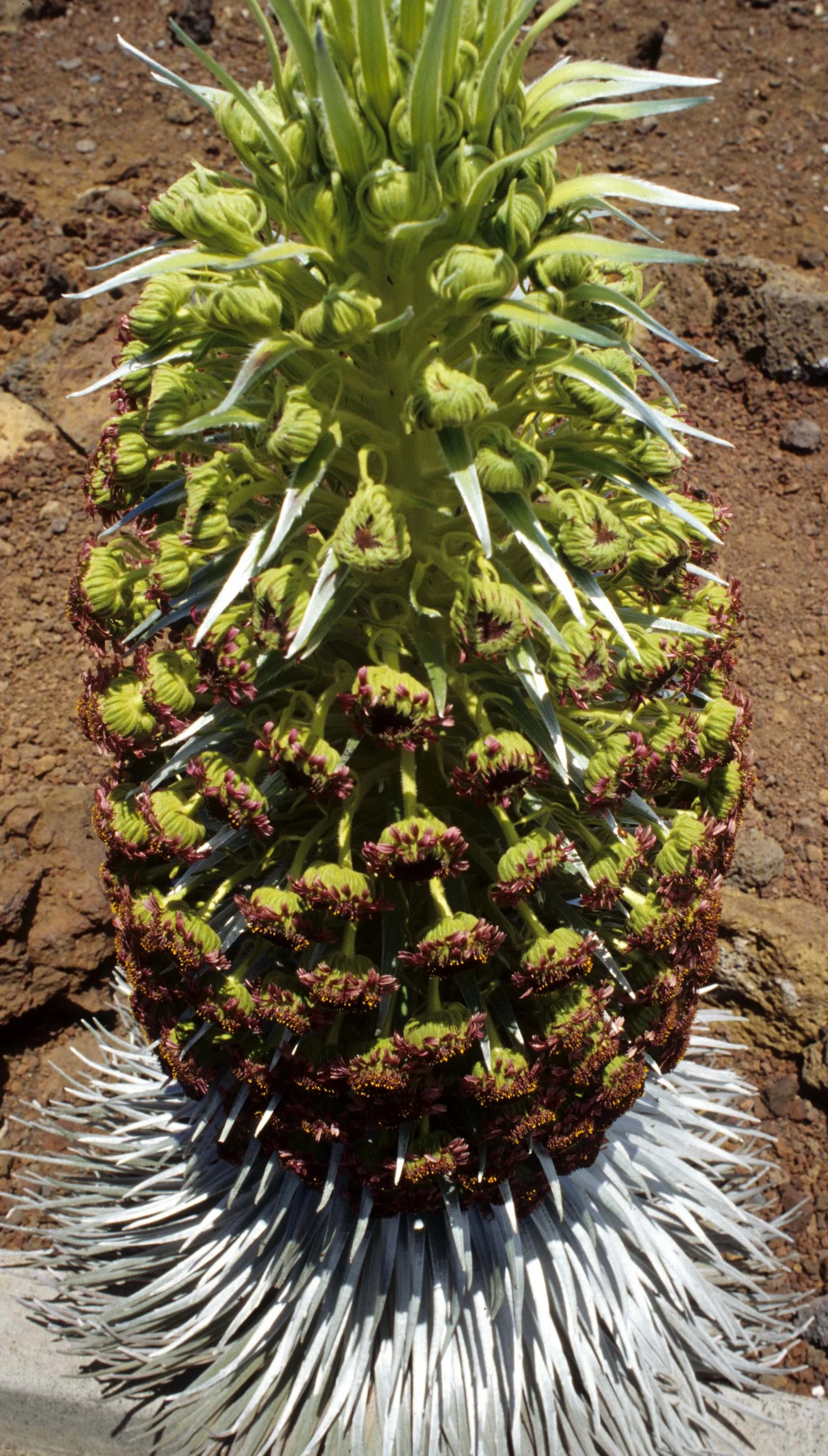 HAWAII - MAUI - SILVERSWORD - HALEAKALA NP (5).jpg
