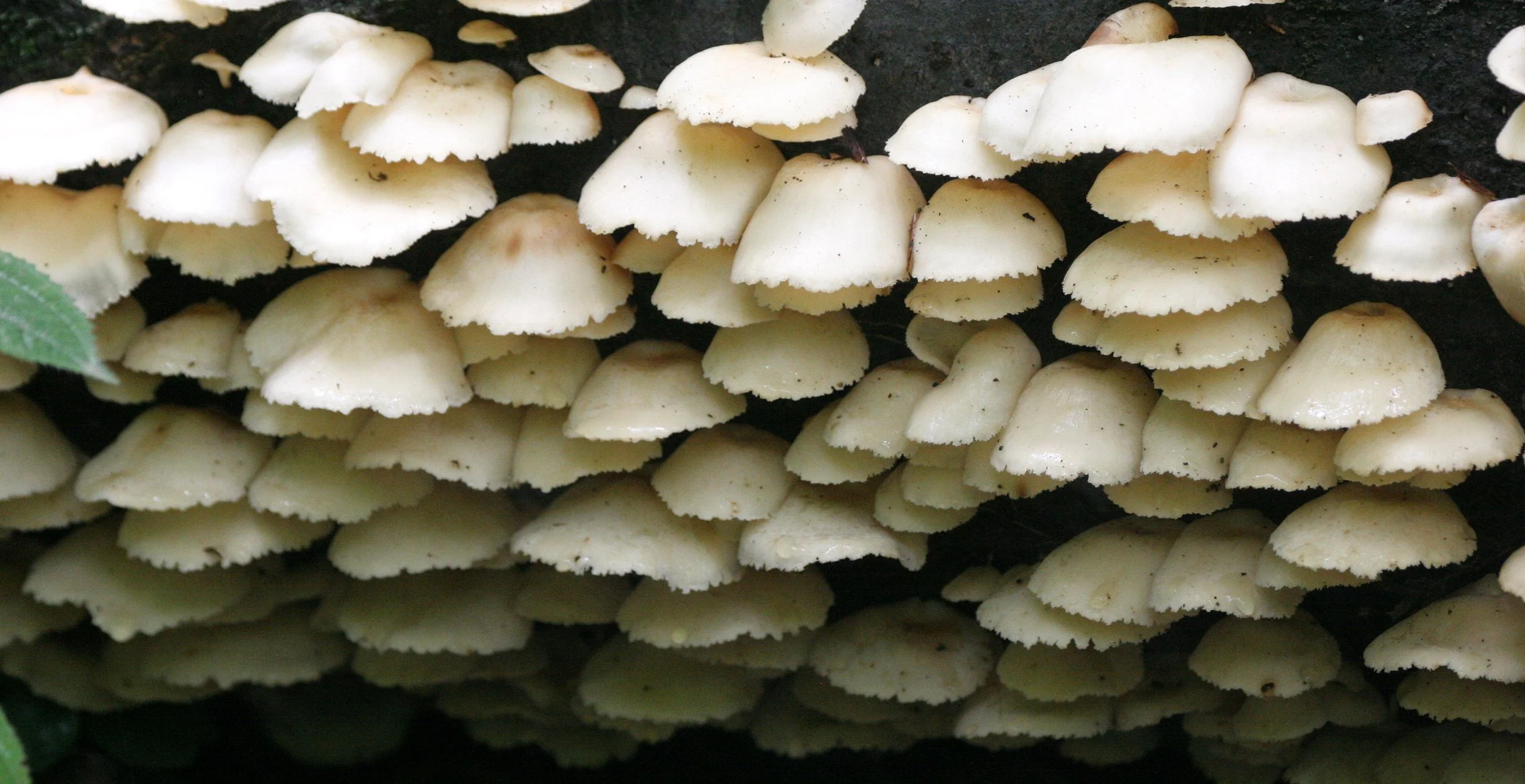 KINABATANGAN RIVER BORNEO - FUNGI SPECIES (3).JPG
