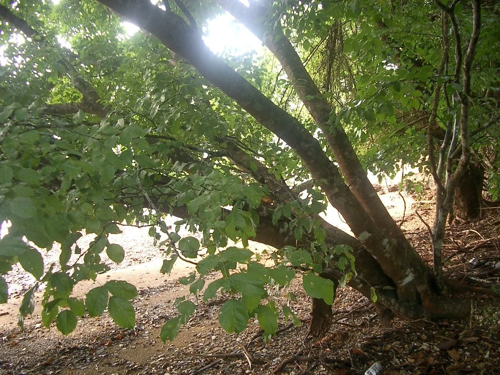 KOH LANTA - PROPERTY - 2004 (4).JPG