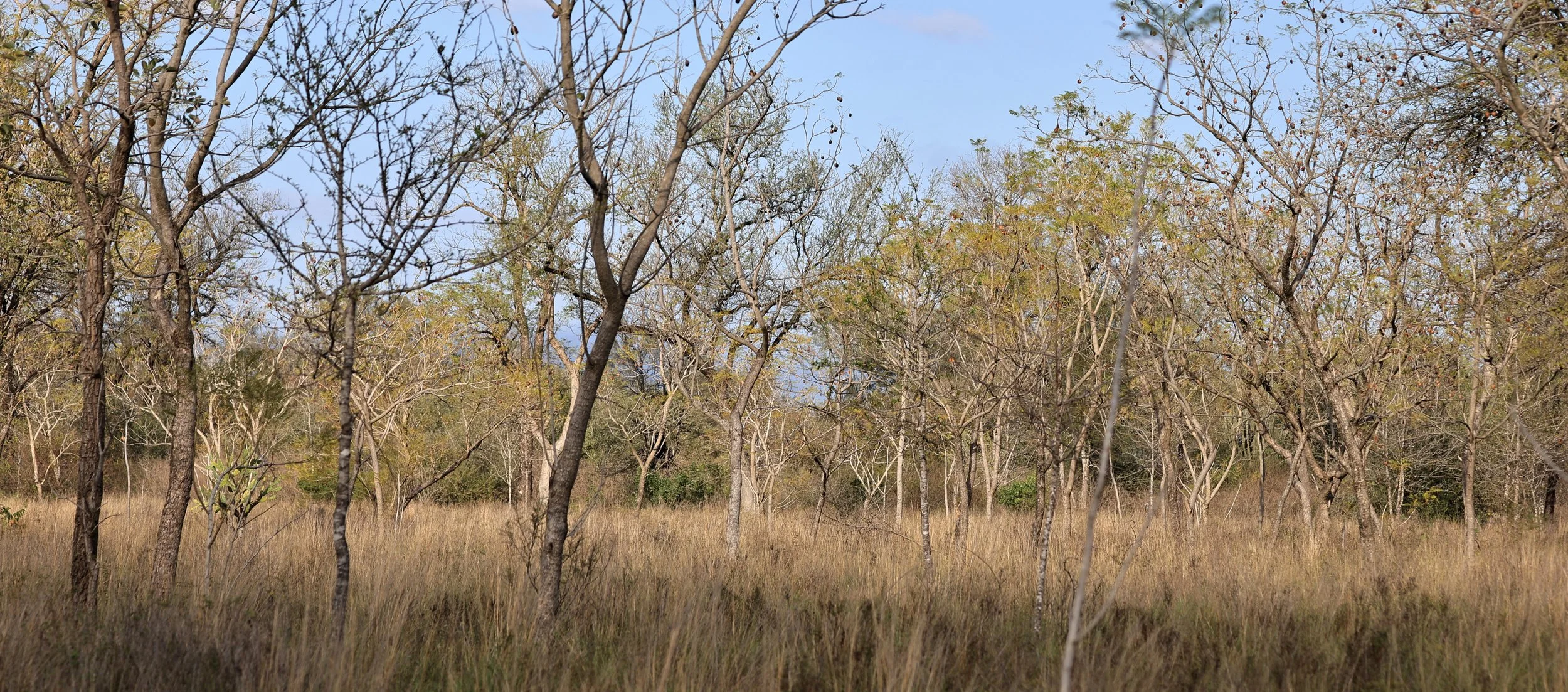 Selva Serena Natural Reserve (34).jpg