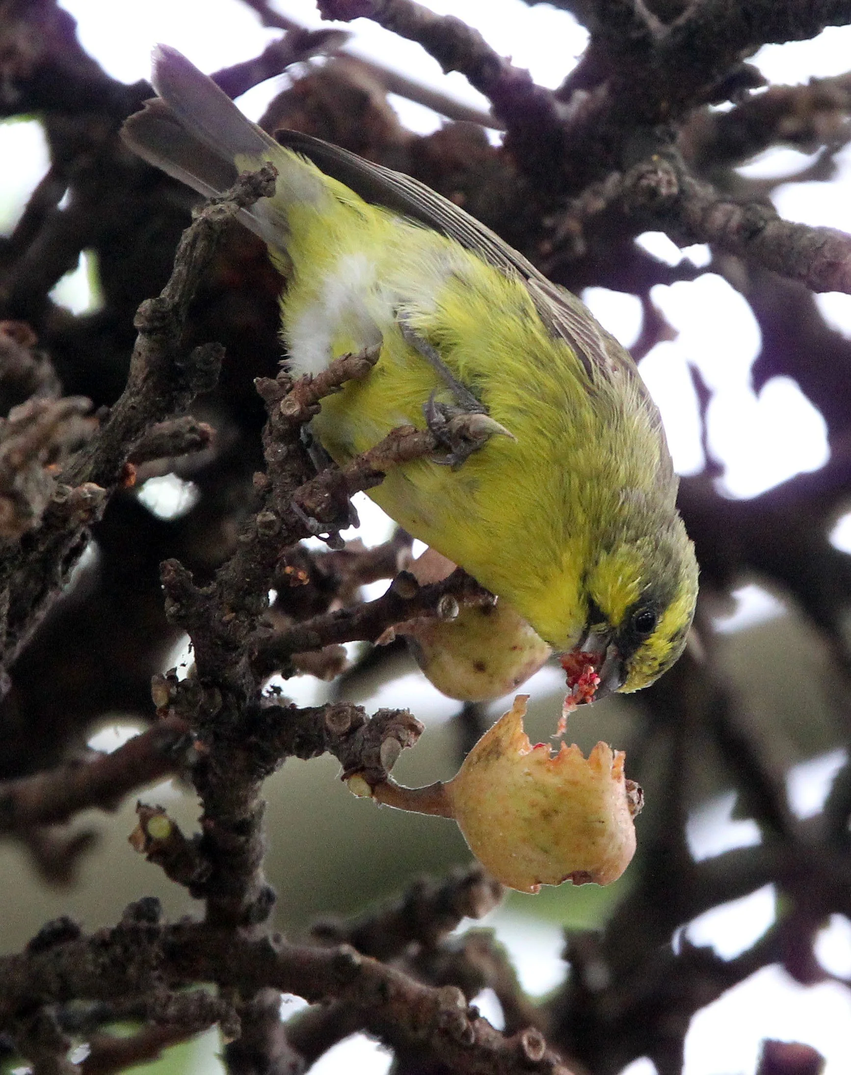 Yellow-crowned Canary (Serinus flavivertex) Ruhengeri, Rwanda (1).JPG